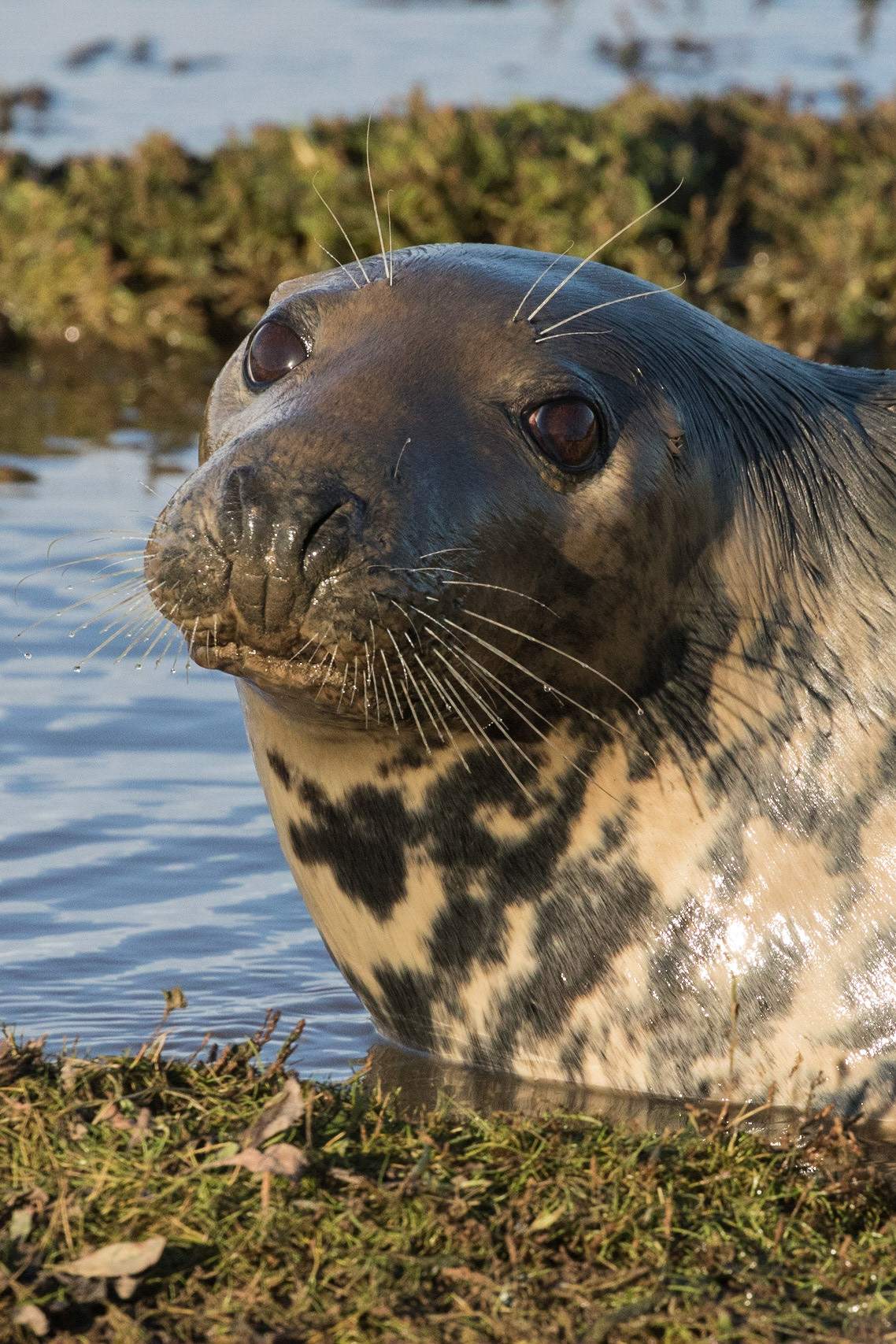 Grey Seal