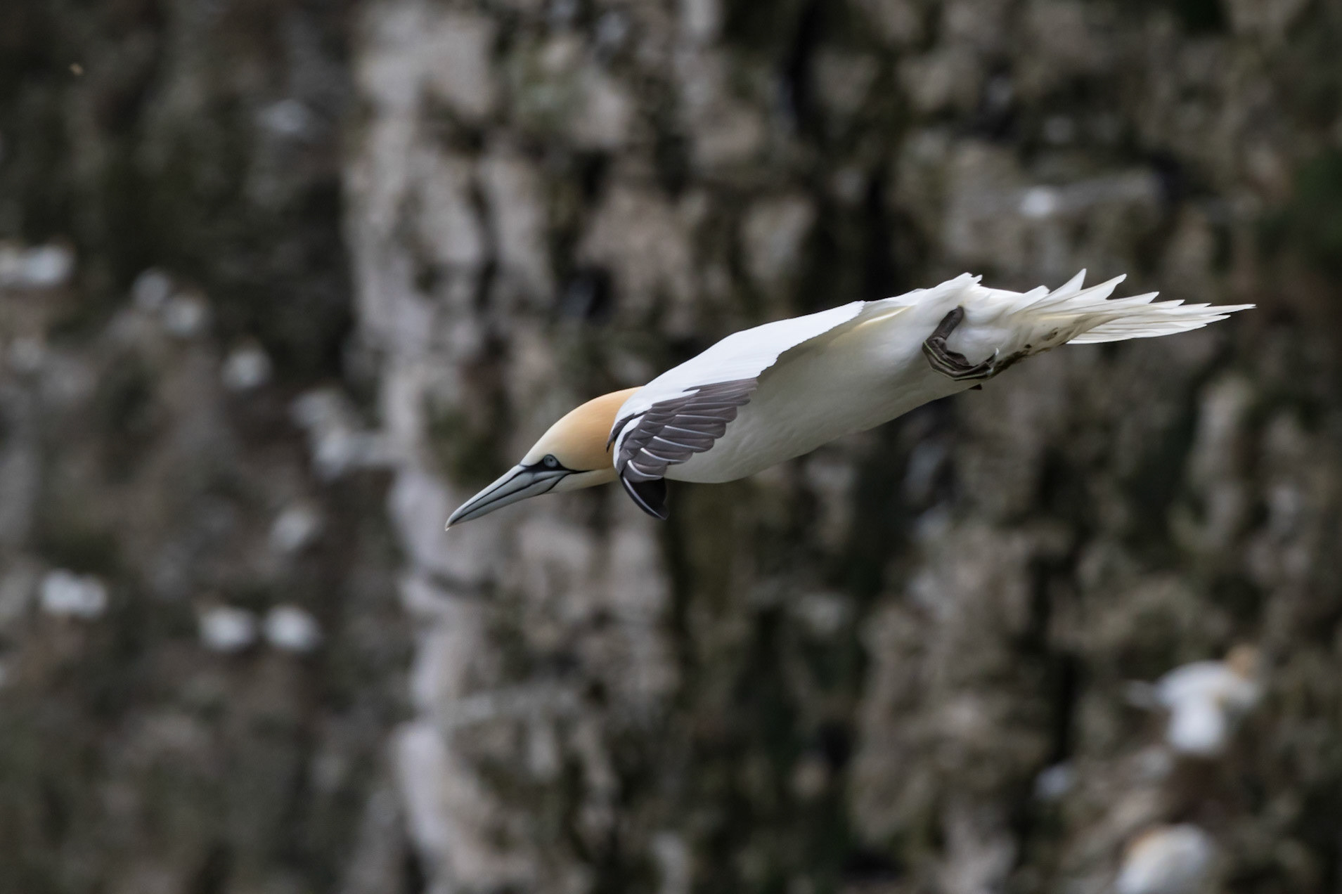 Gannet