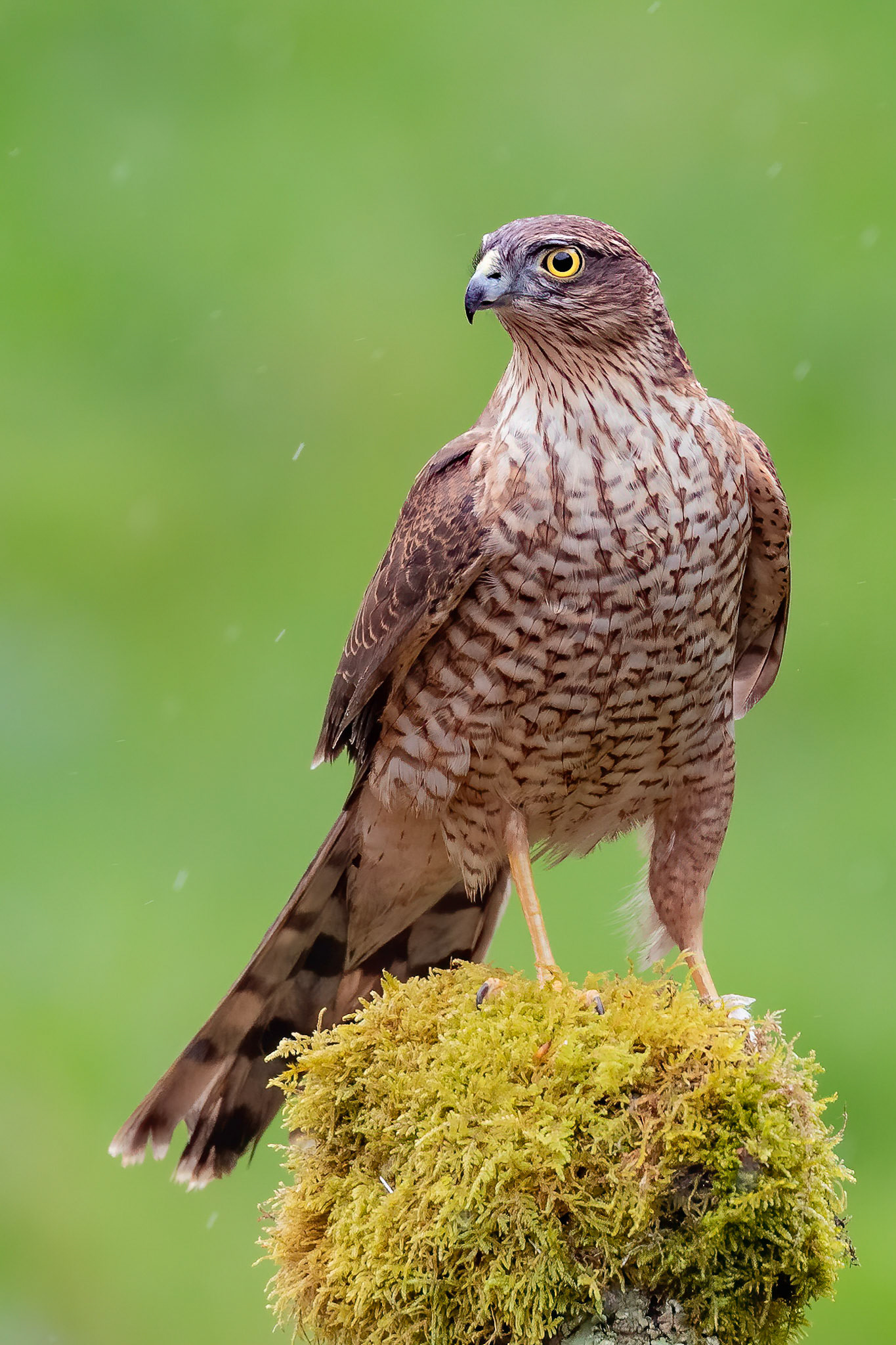 Female Sparrowhawk