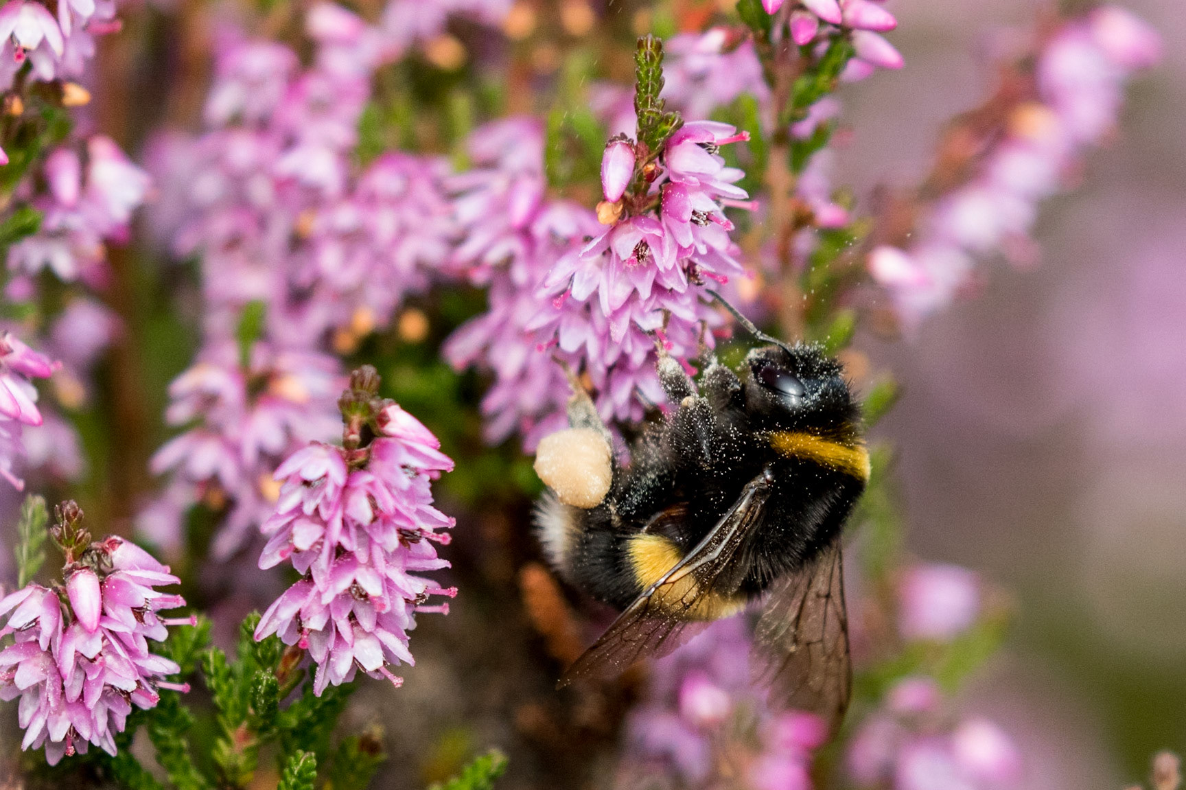 Bumble Bee