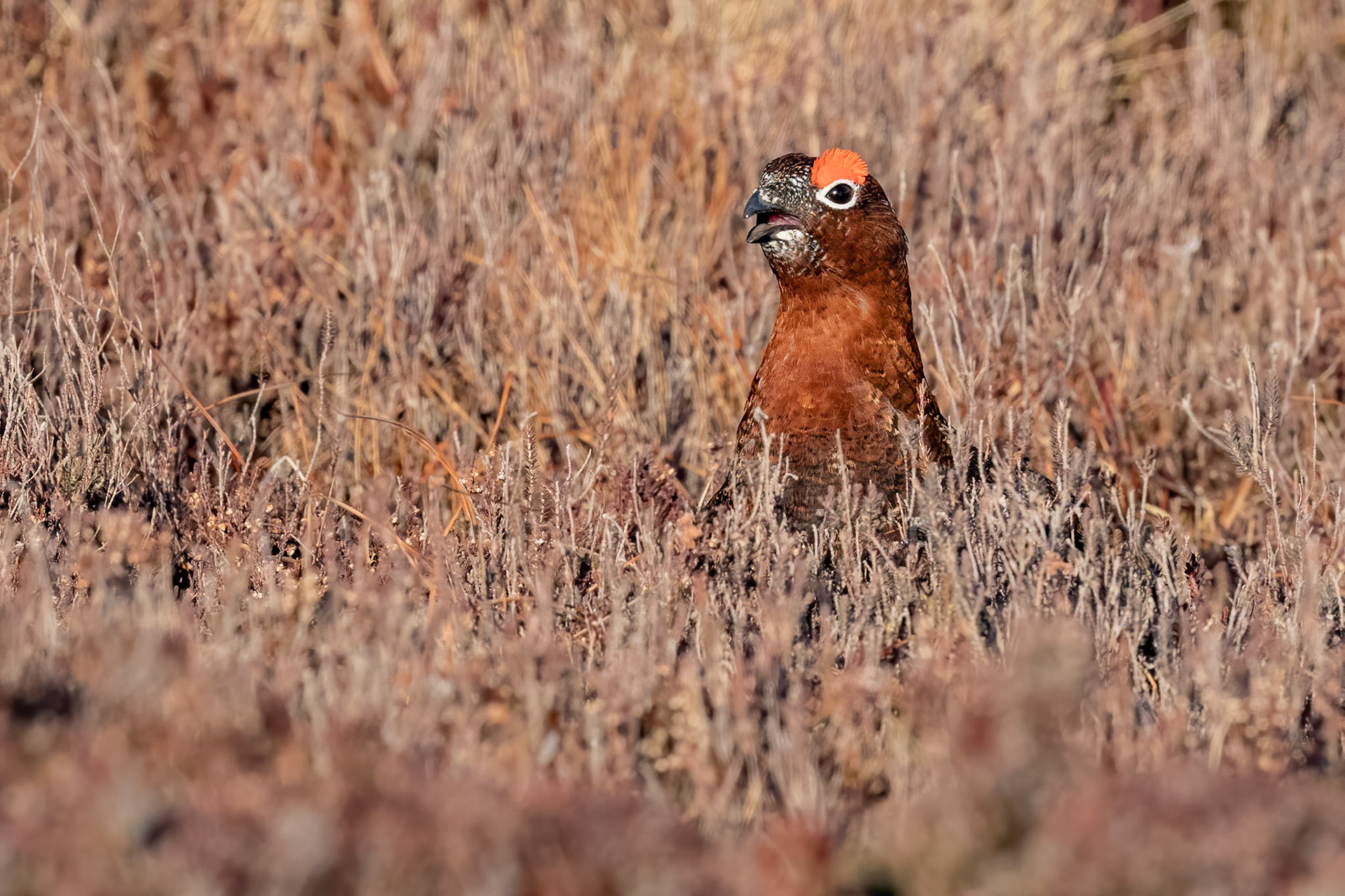 Red Grouse