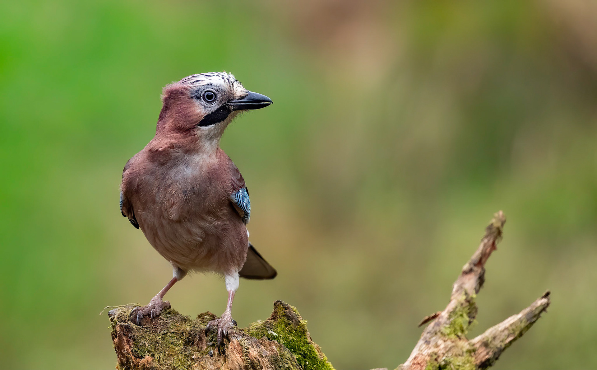 Jay