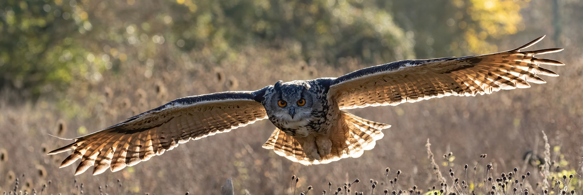 European Eagle Owl