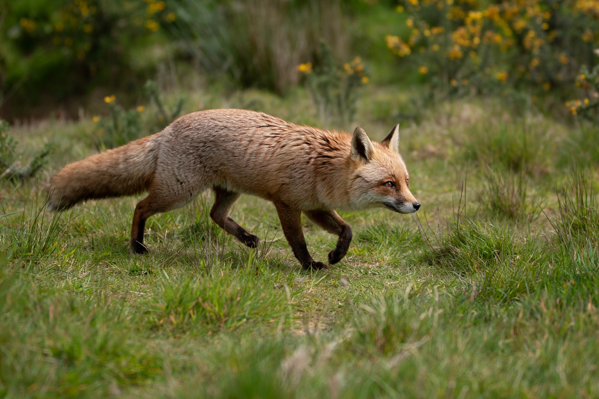 Red Fox