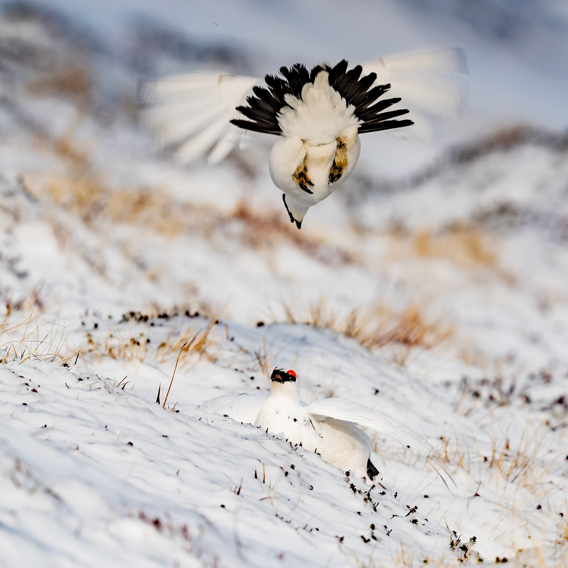 Duelling Ptarmigans