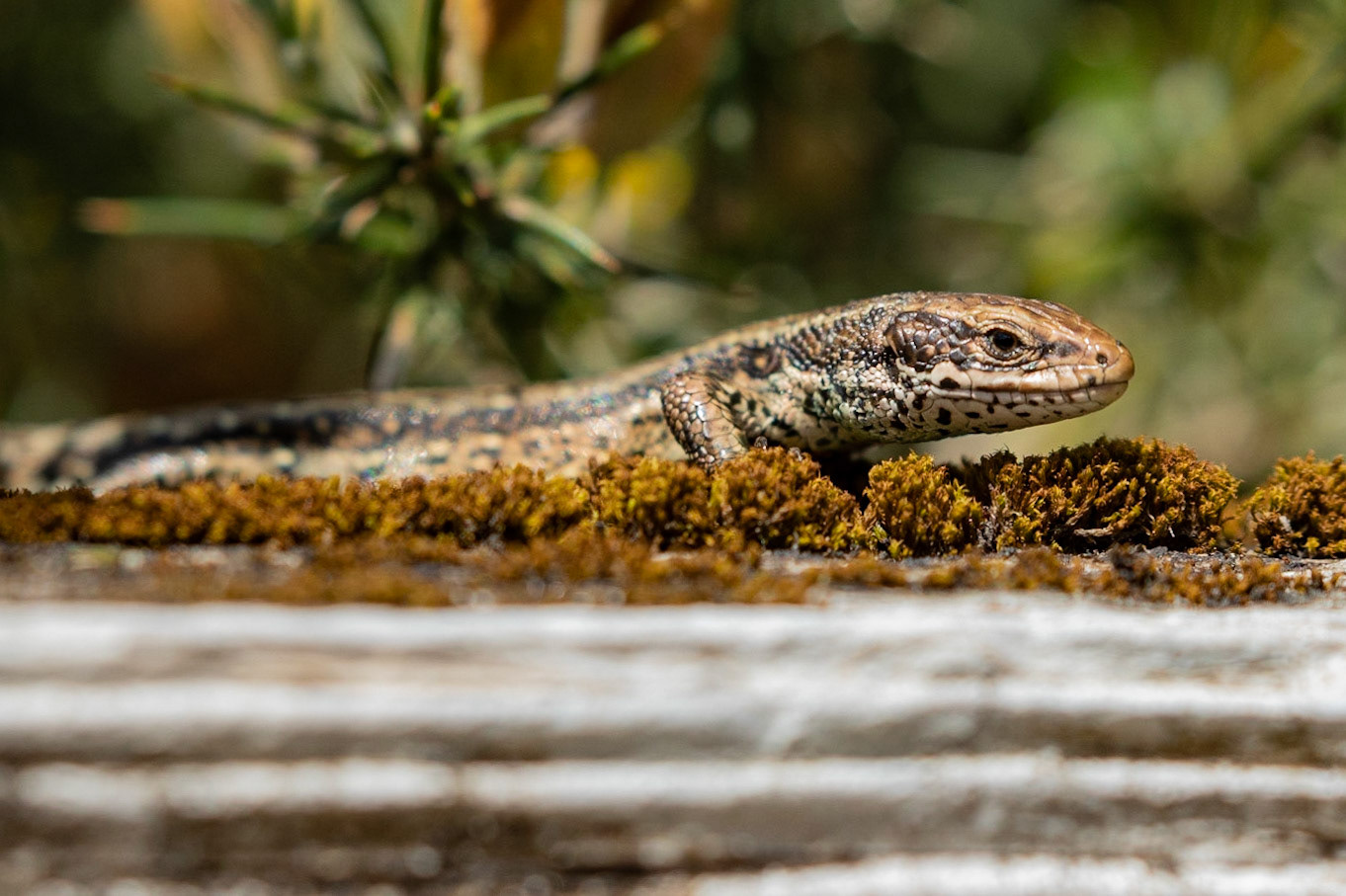 Common Lizard
