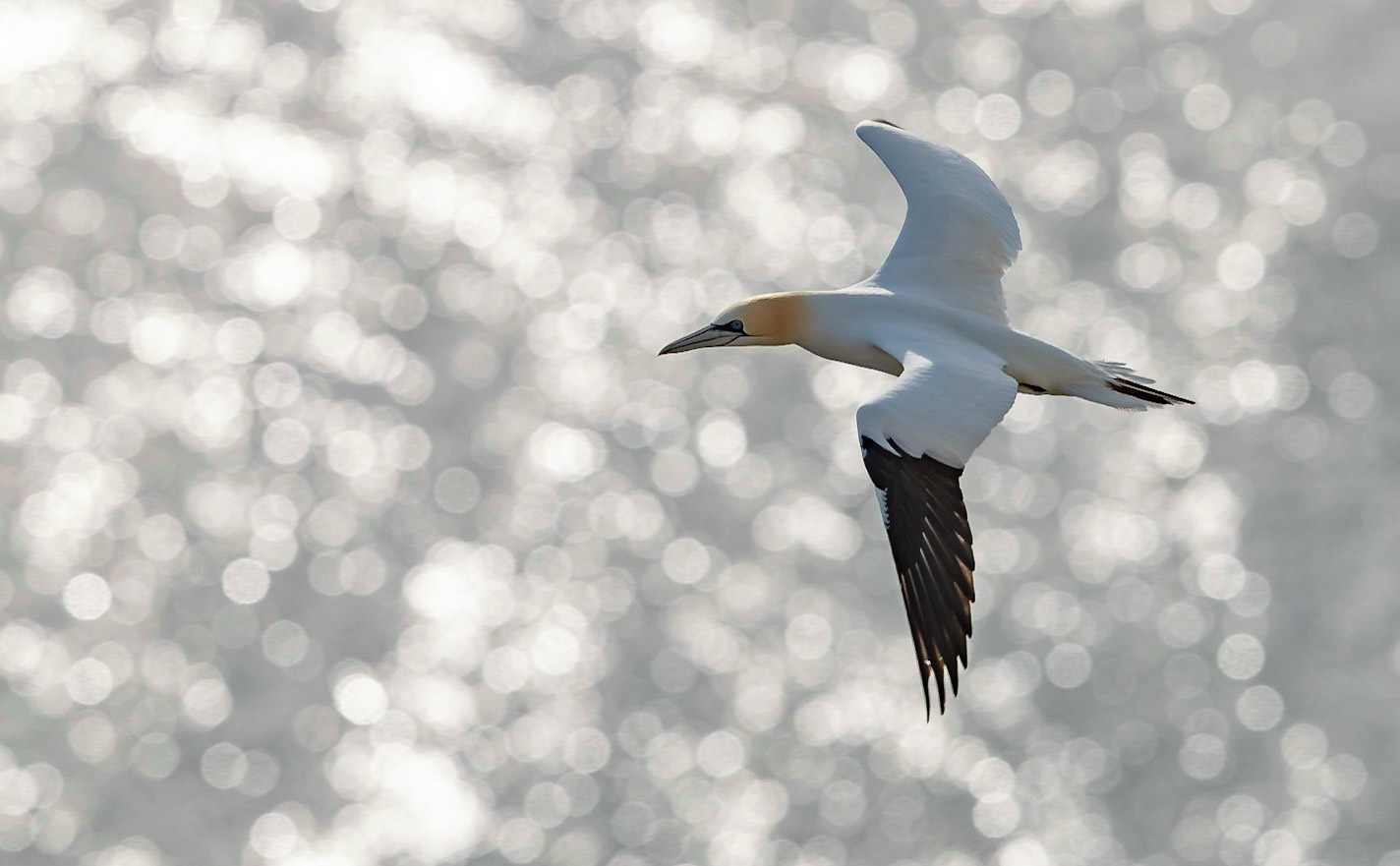 Gannet