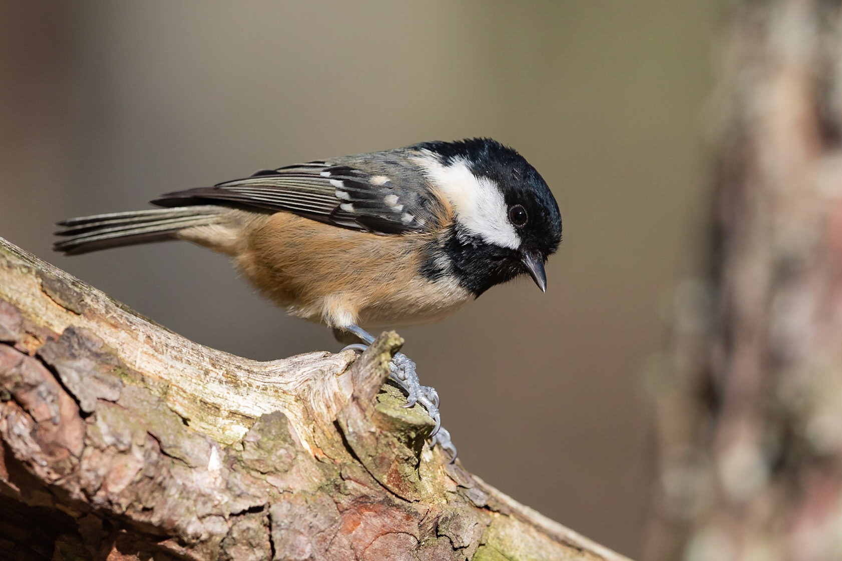 Coal Tit