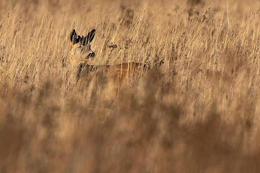 Roe Deer