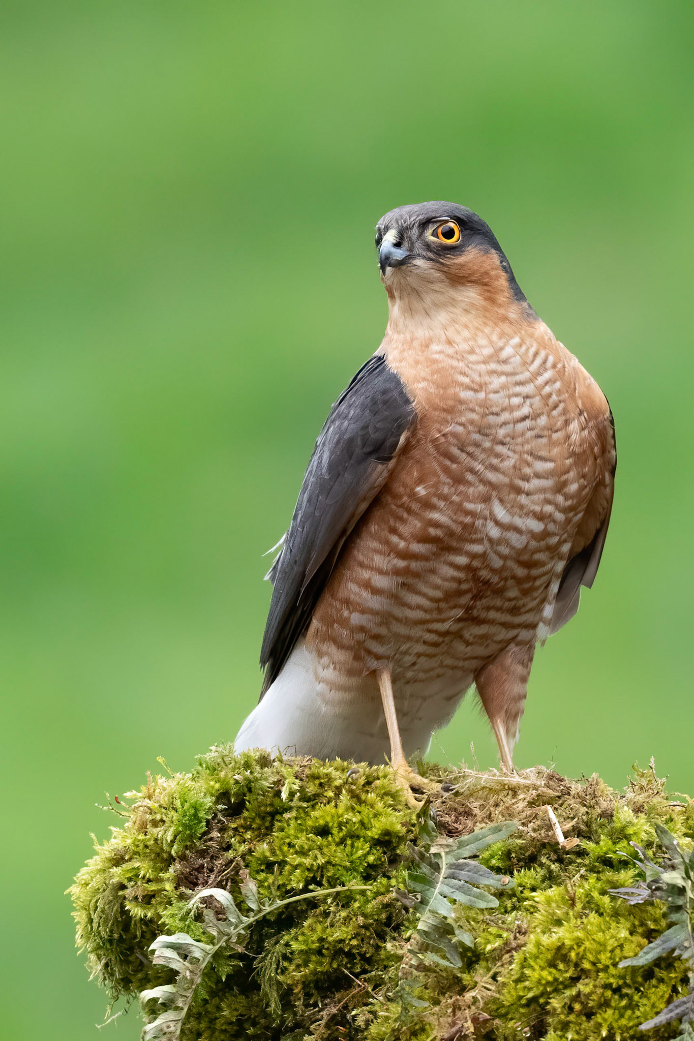 Male Sparrowhawk