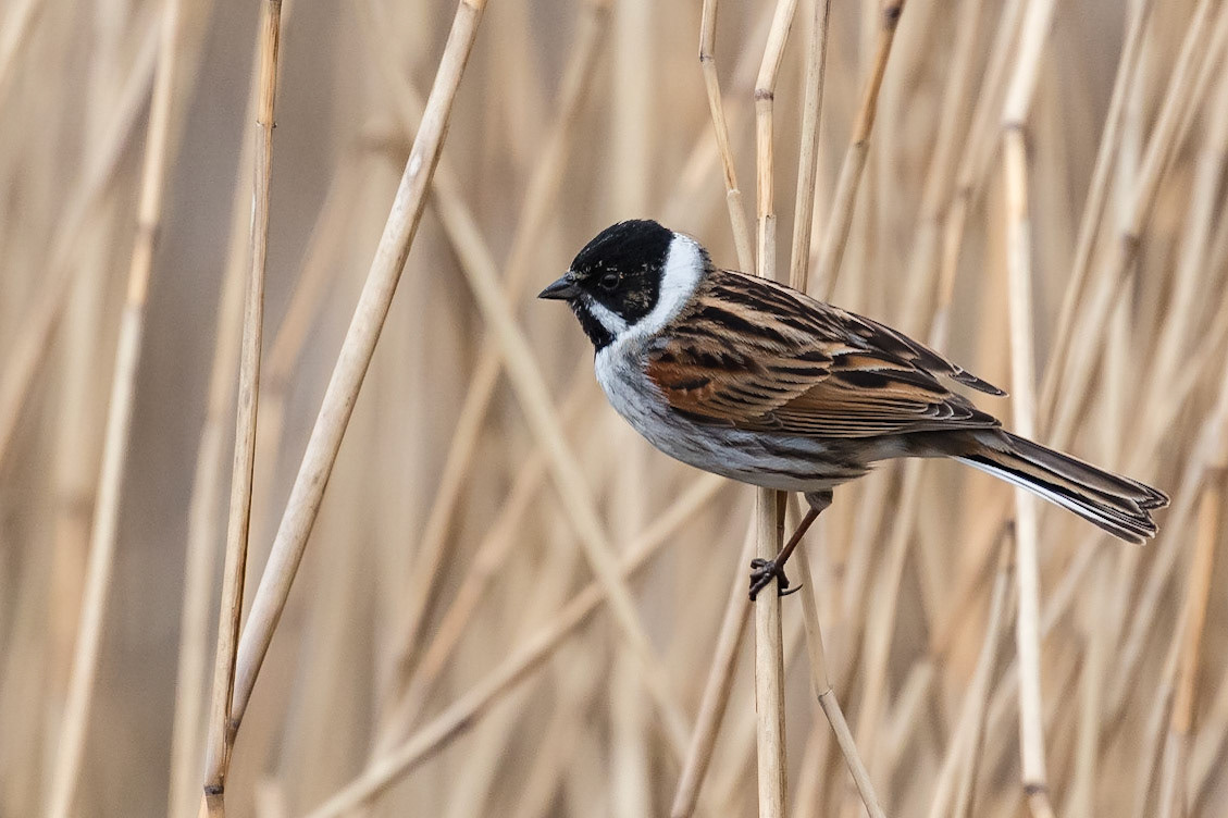 Male Reed Bunting