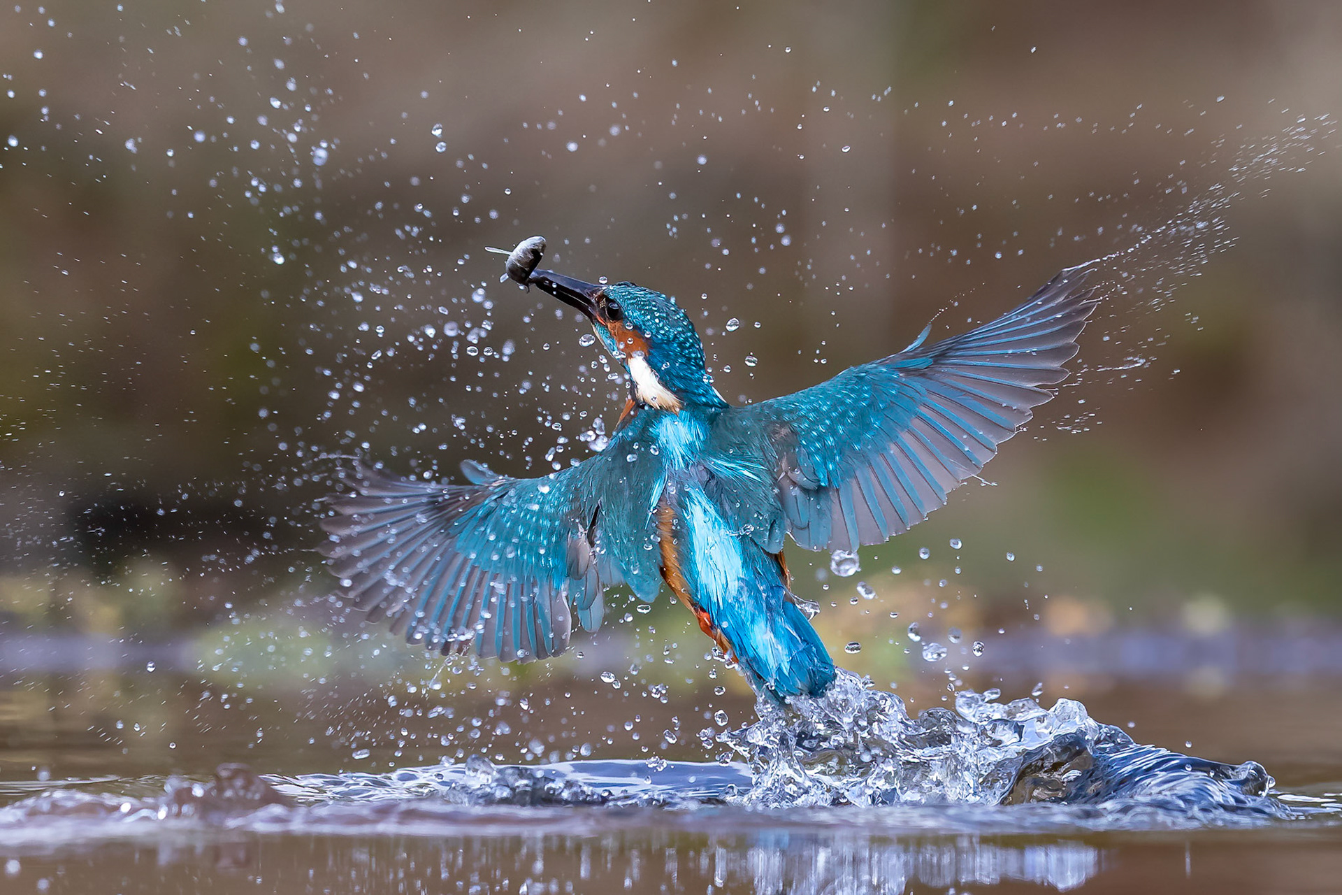 Kingfisher