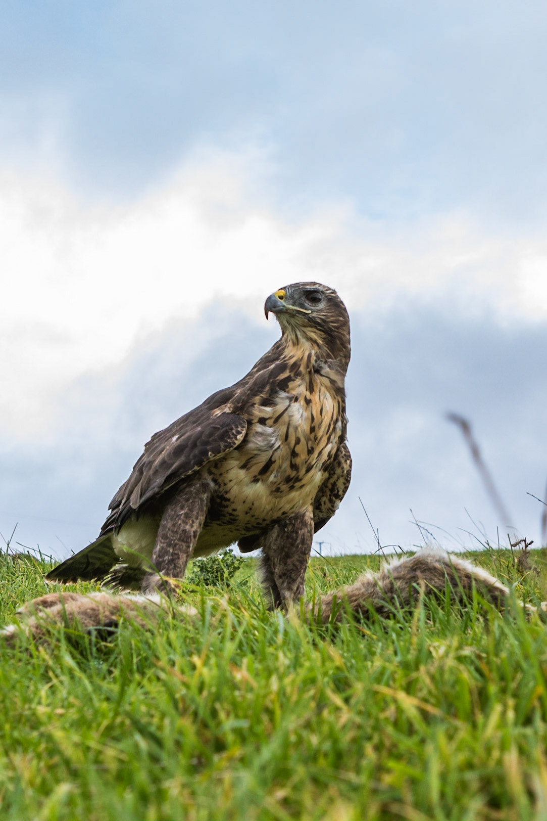 Buzzard