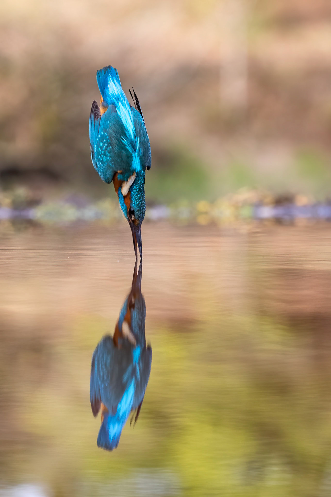 Kingfisher