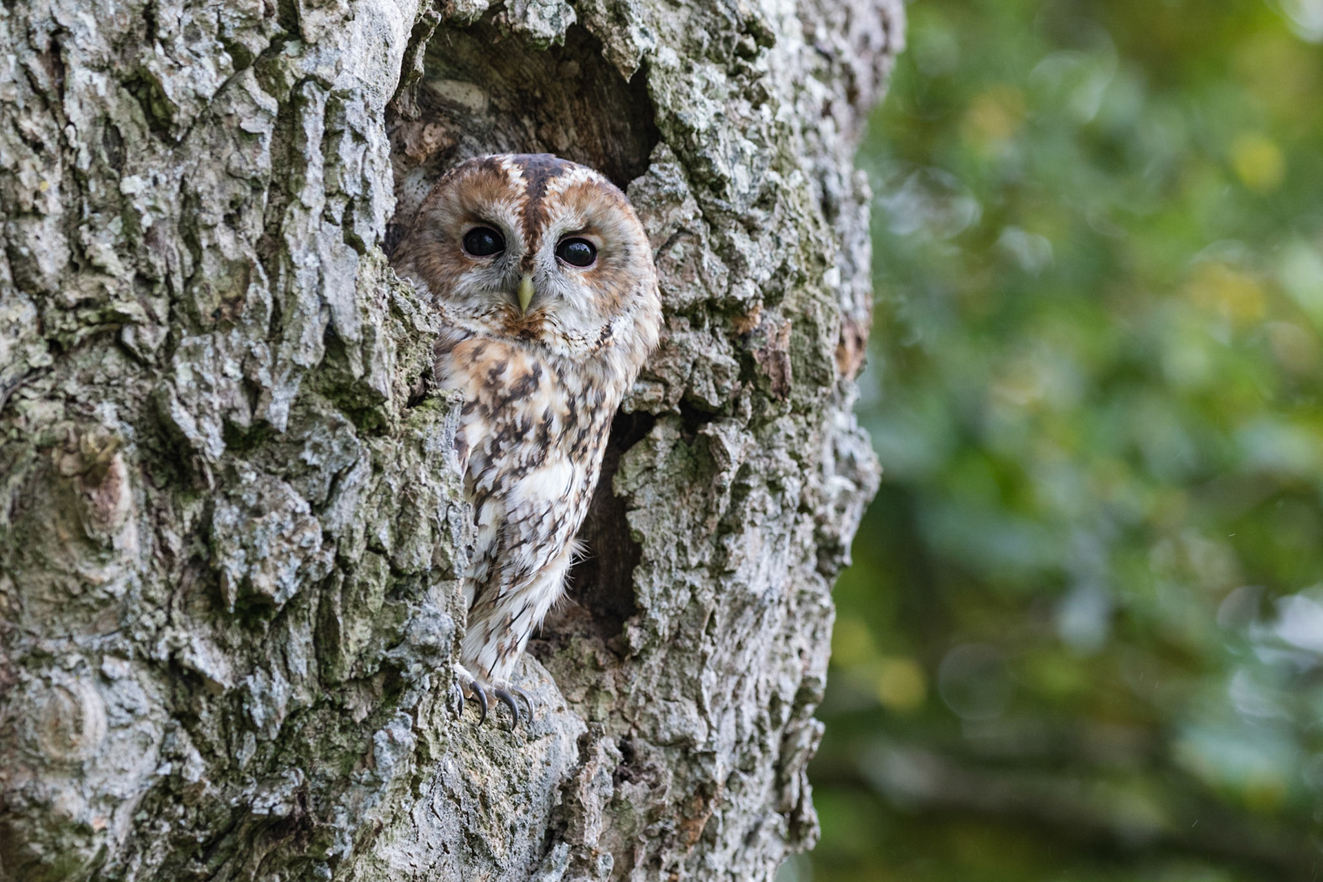 Tawny Owl