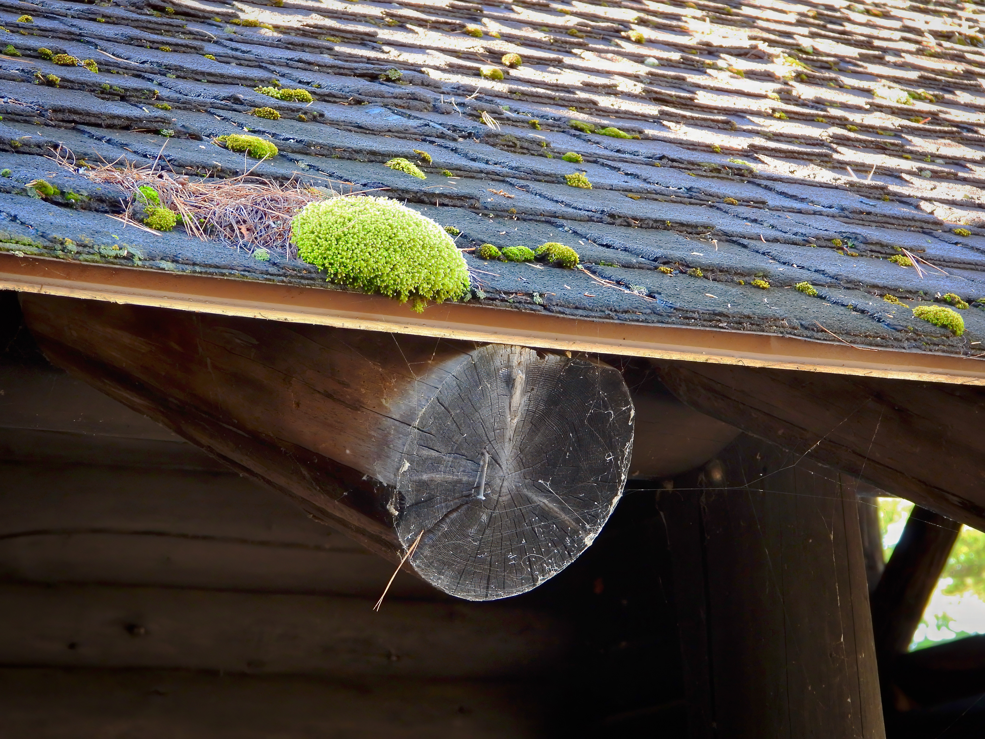 Moss on the roof, Santanoni Preserve