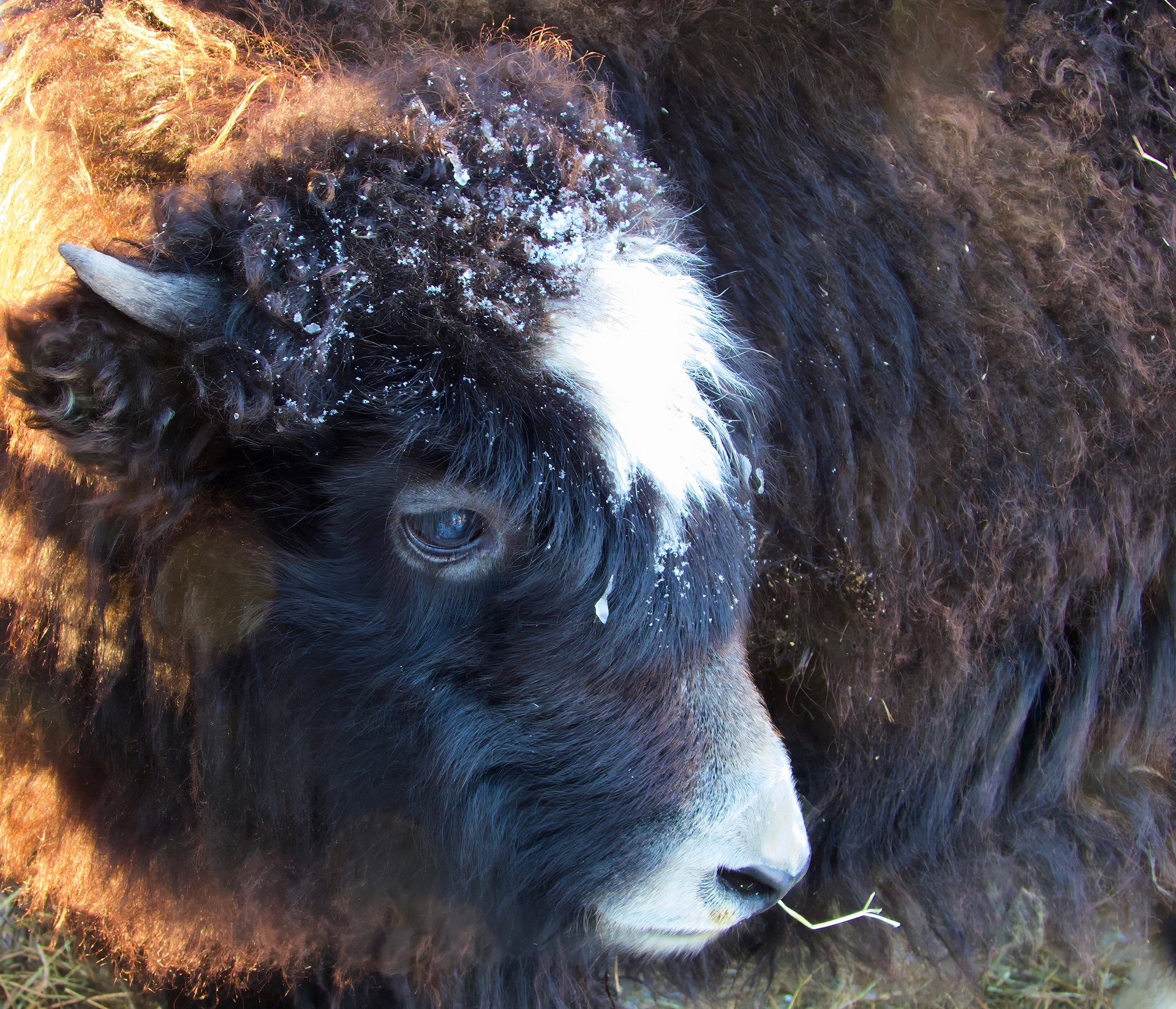 Yak at the Cloudsplitter Outfitters, Newcomb NY