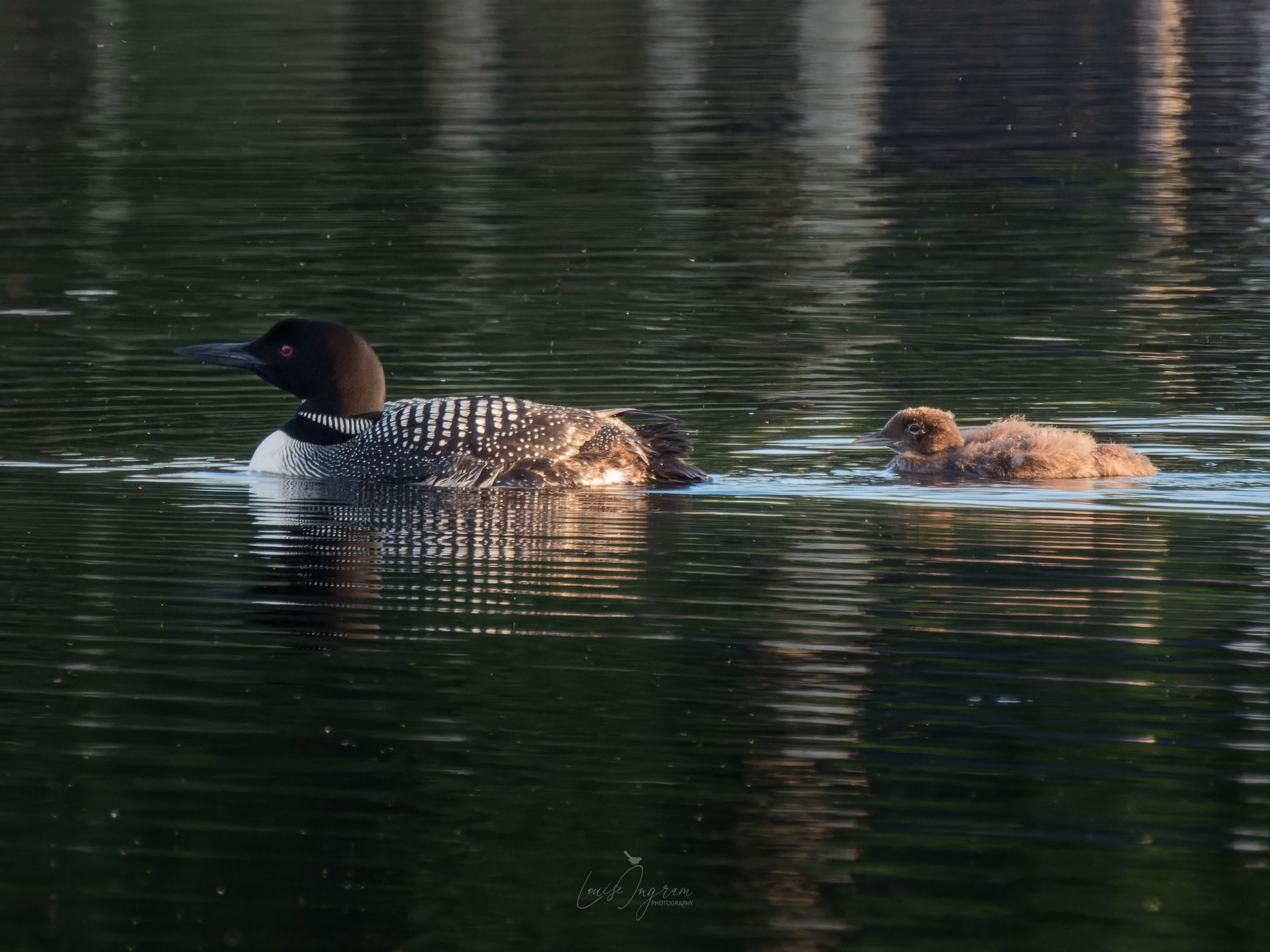 Loons
