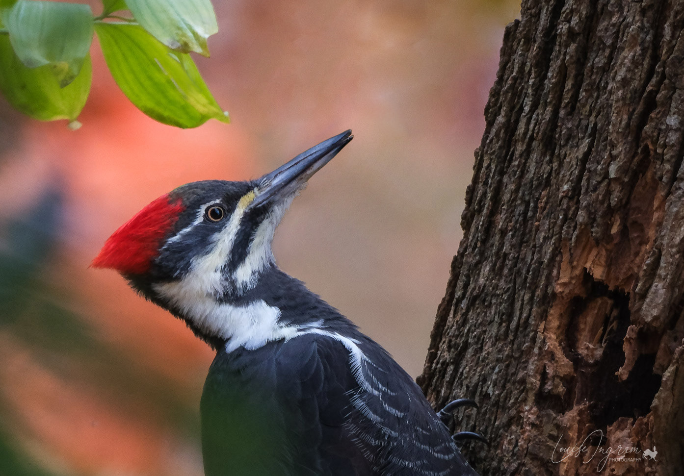 Female Pileated Woodpecker