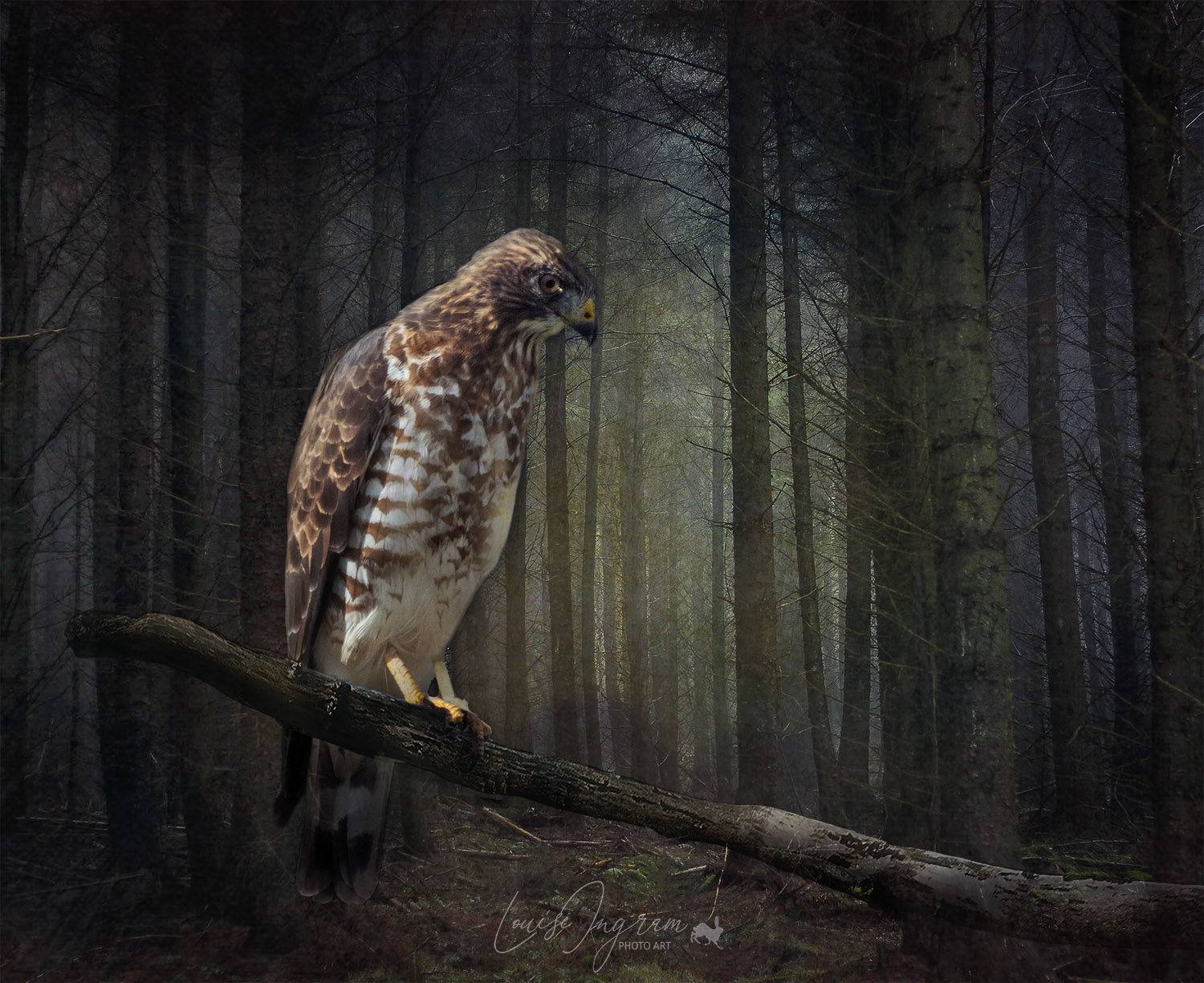 Forest Flight