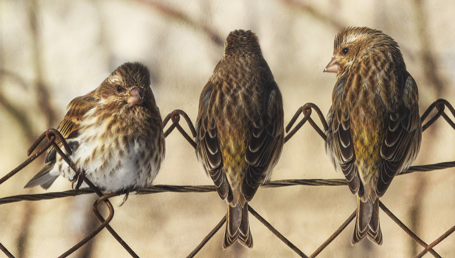 Trio of Finches
