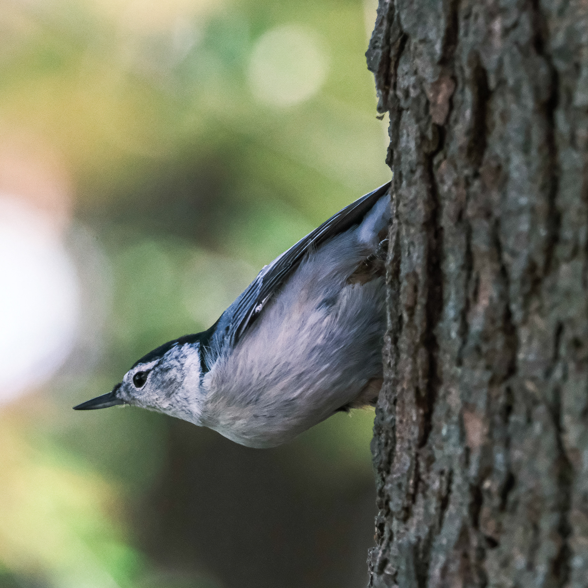 White Breasted Nuthatch