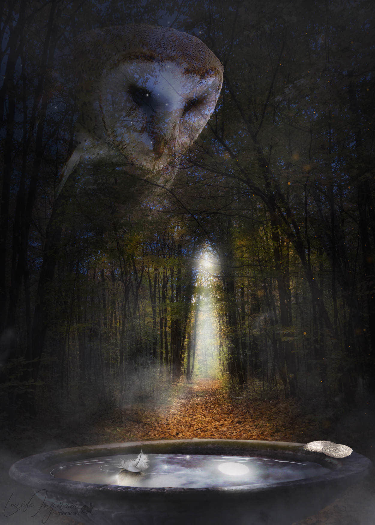 Owl Journeying