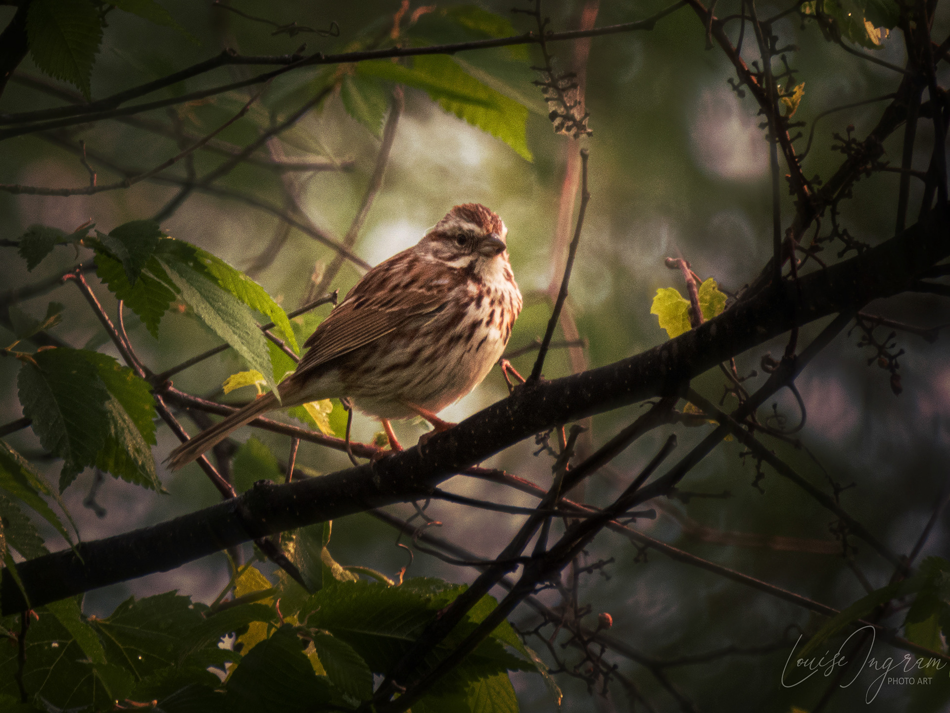 Sparrow In The Morning Light