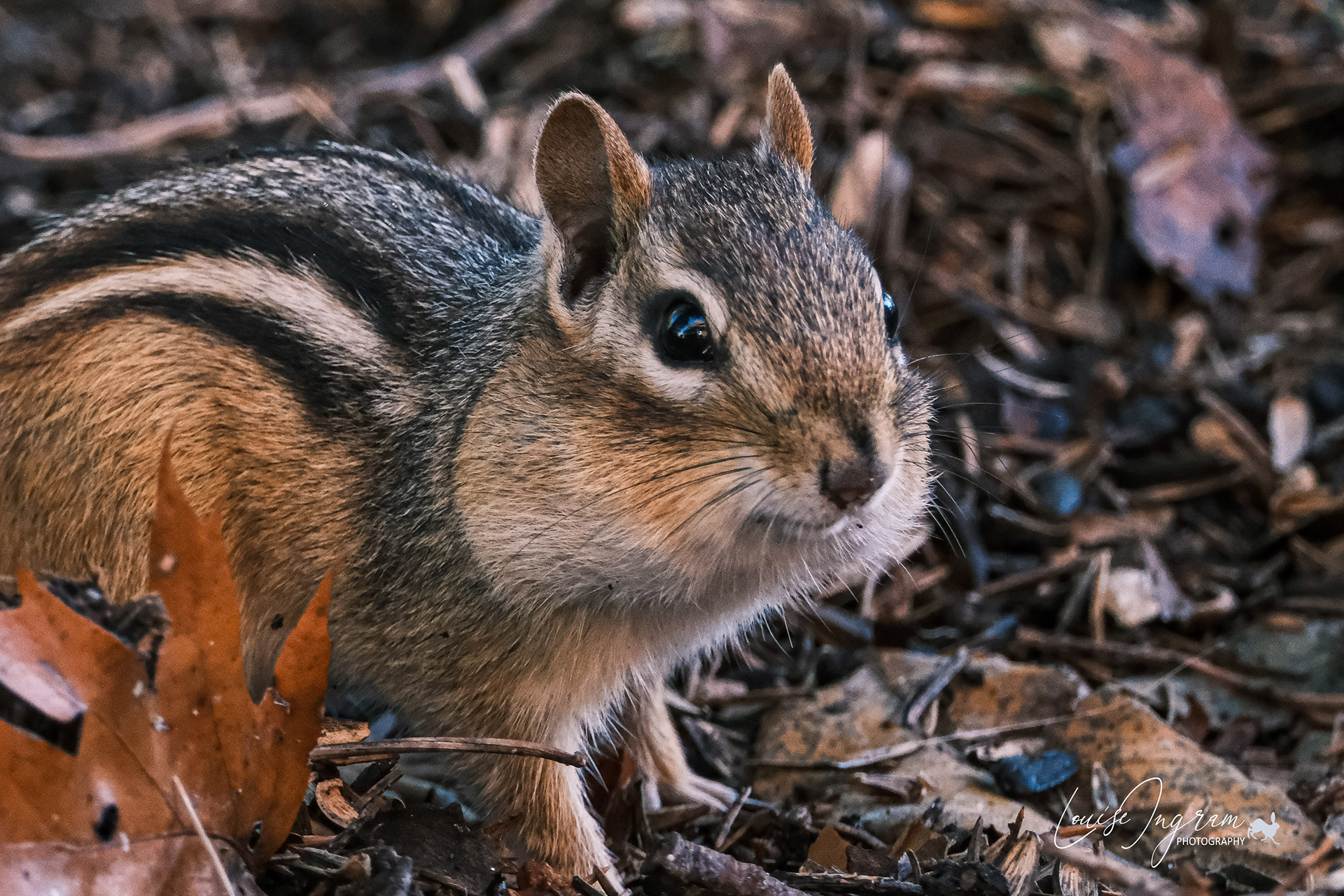 Chippy Making Ready For Winter