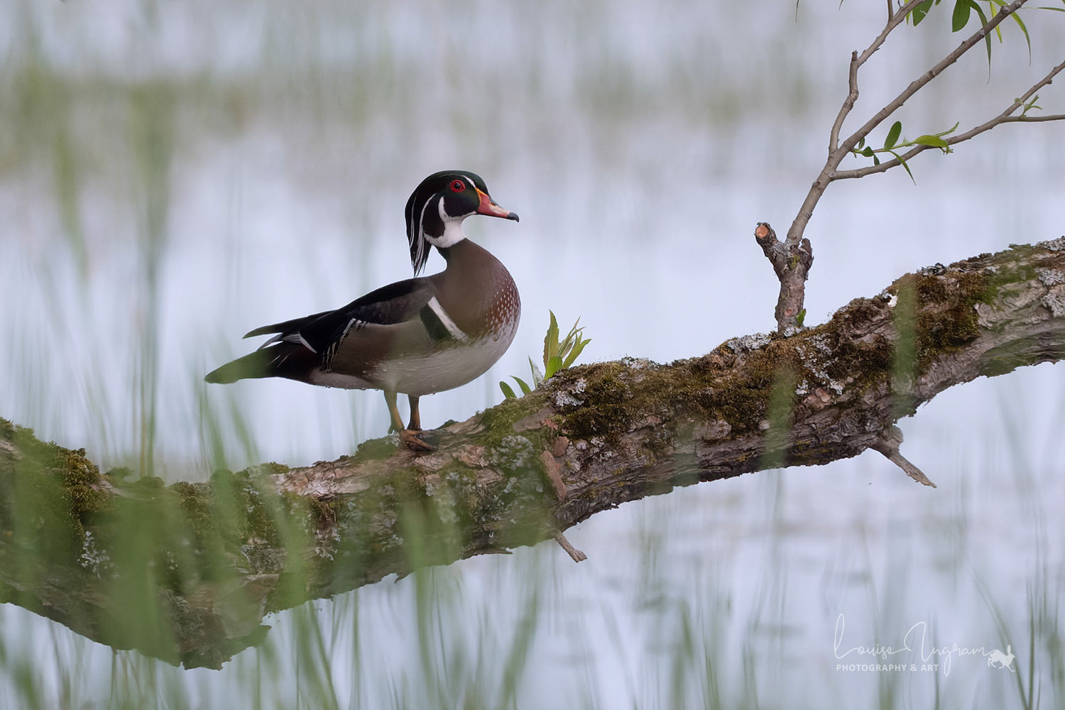 Wood Duck