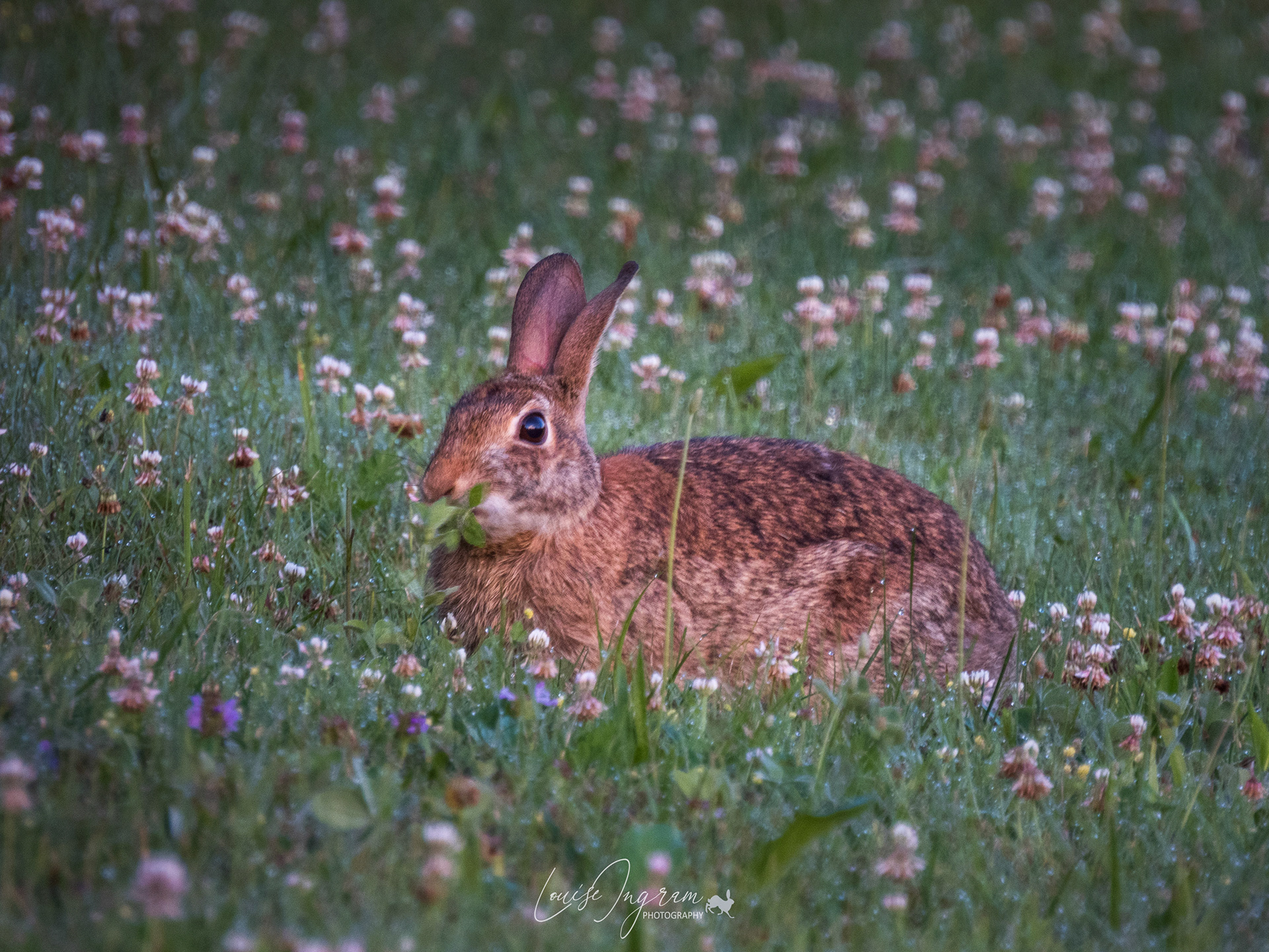 Rabbit Enjoying The Clover