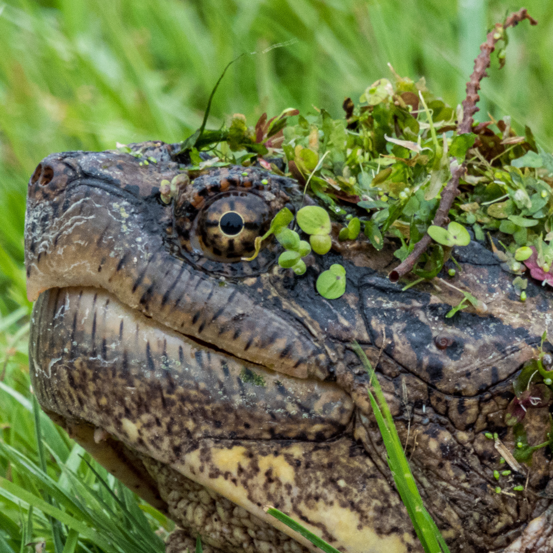 Snapper With A Fascinator