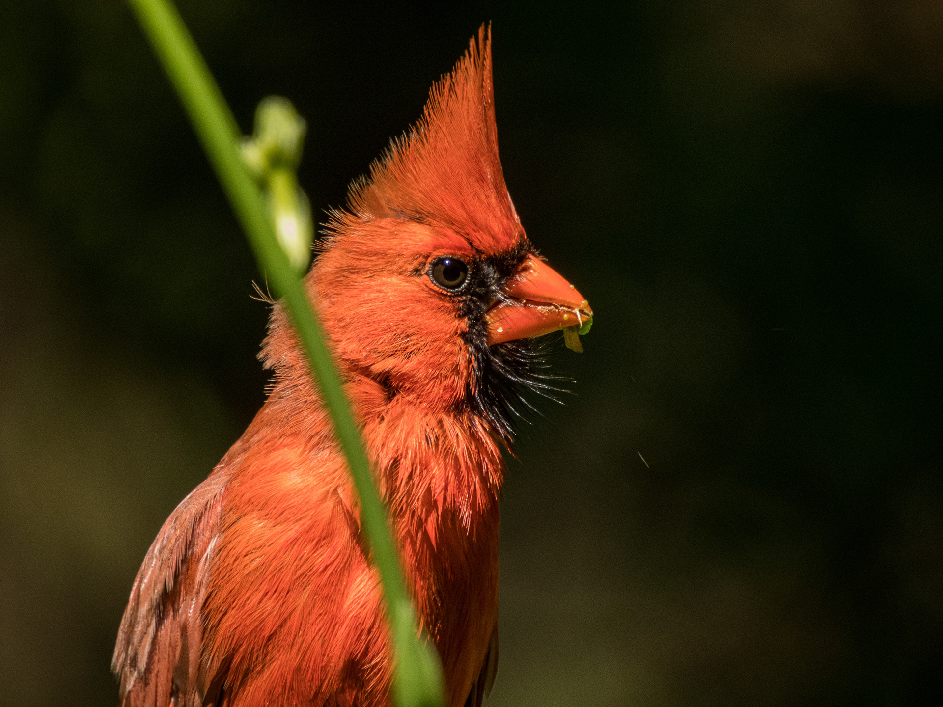 Male Cardinal