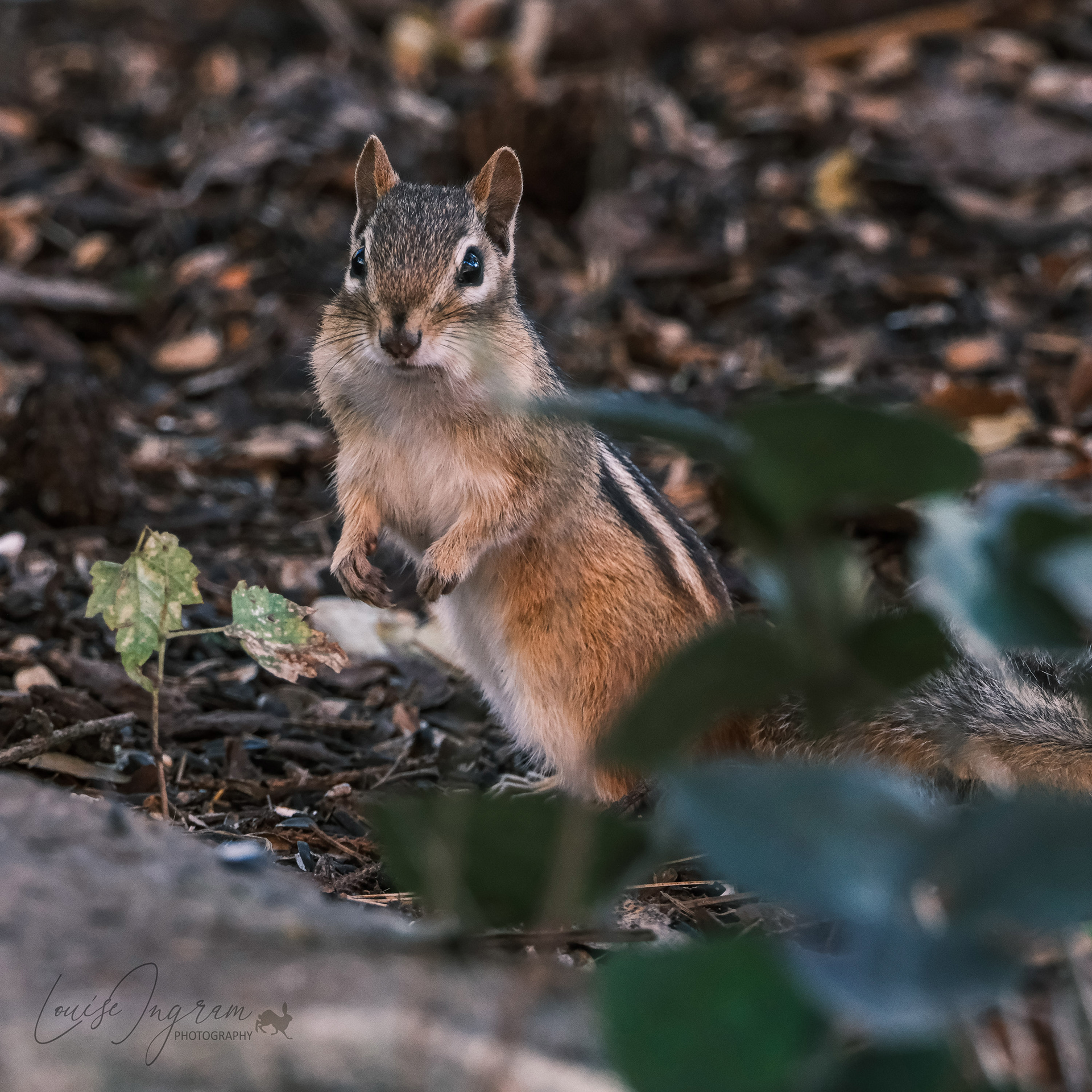 Little Chippy