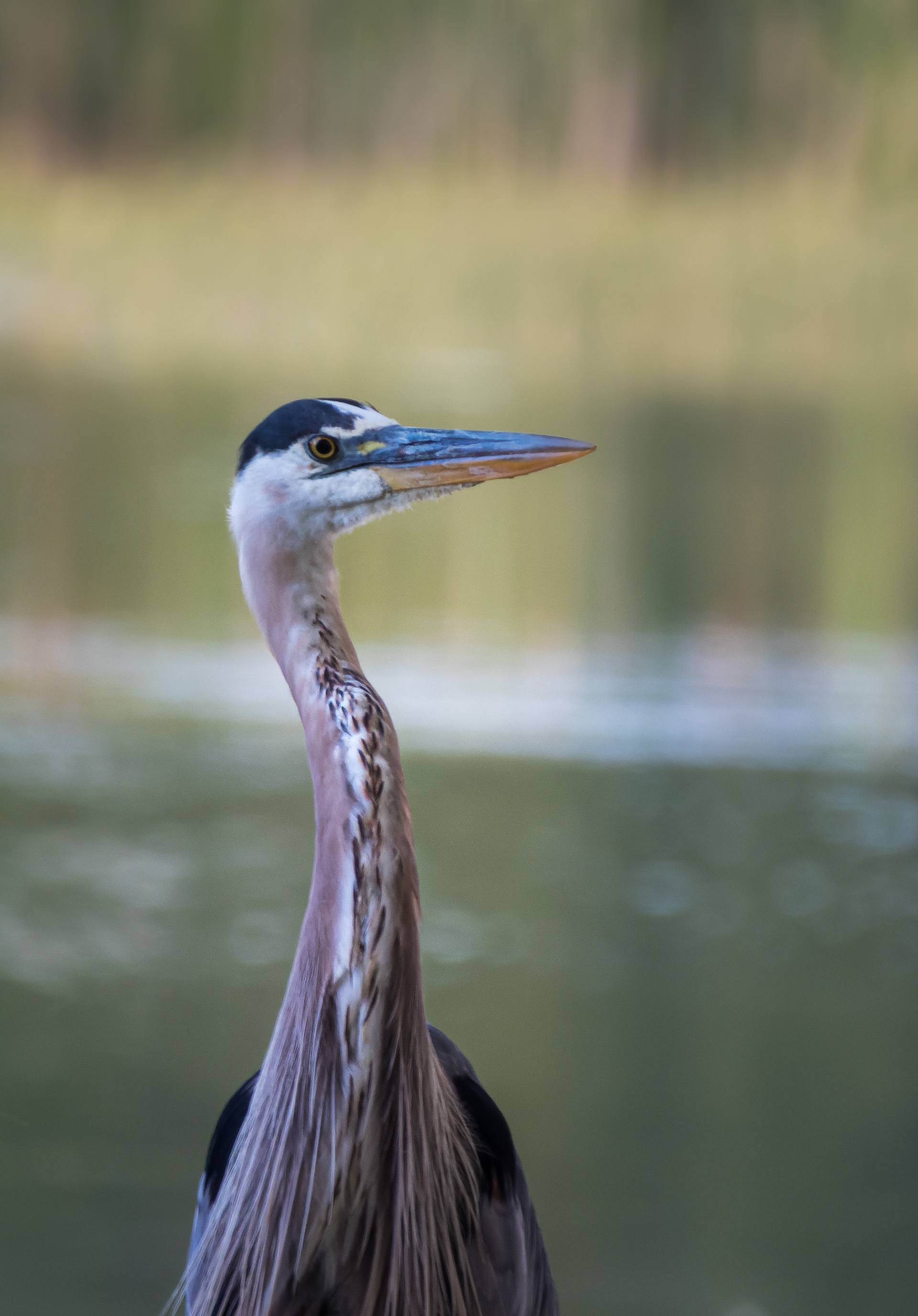 Heron