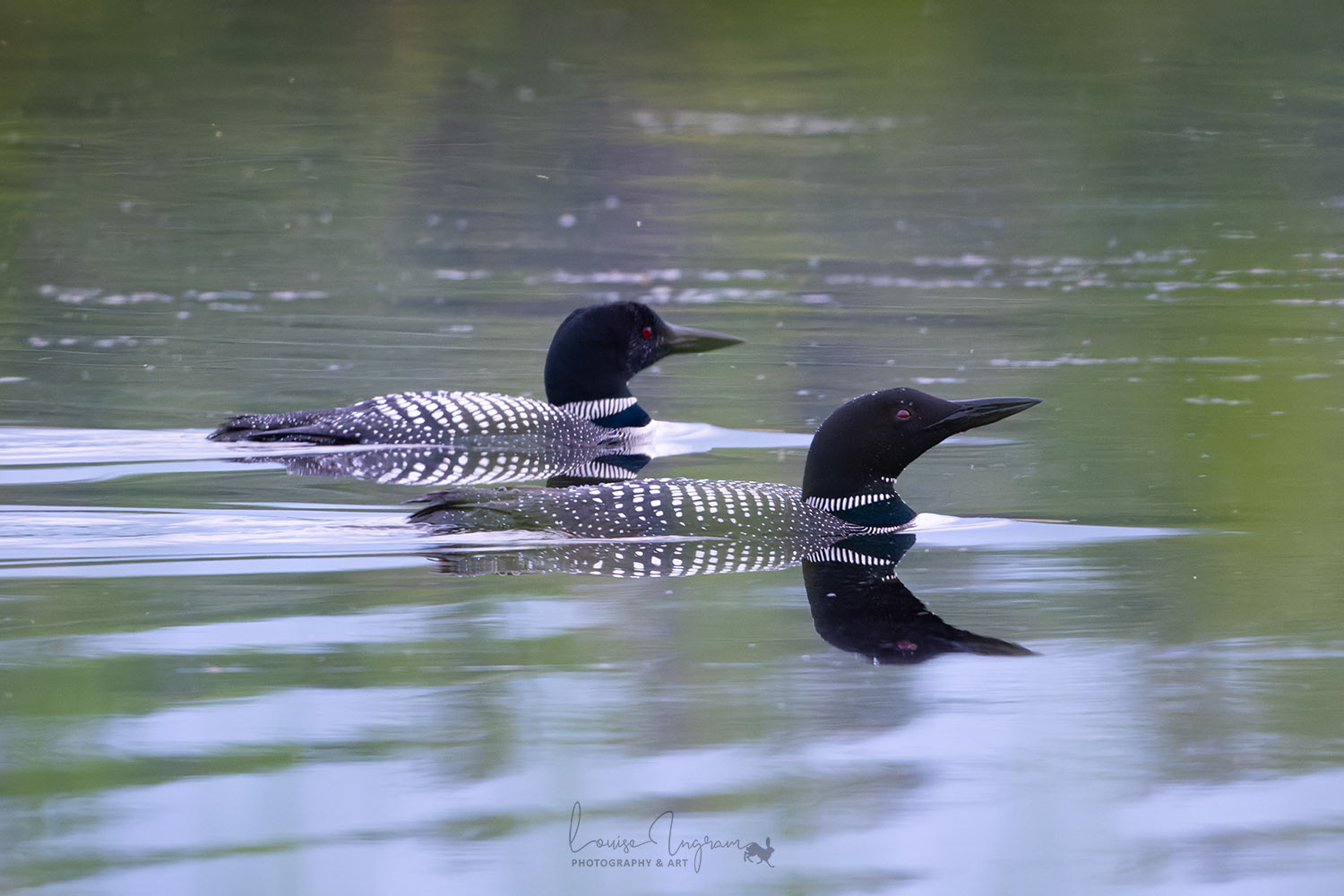 Pair of Loons