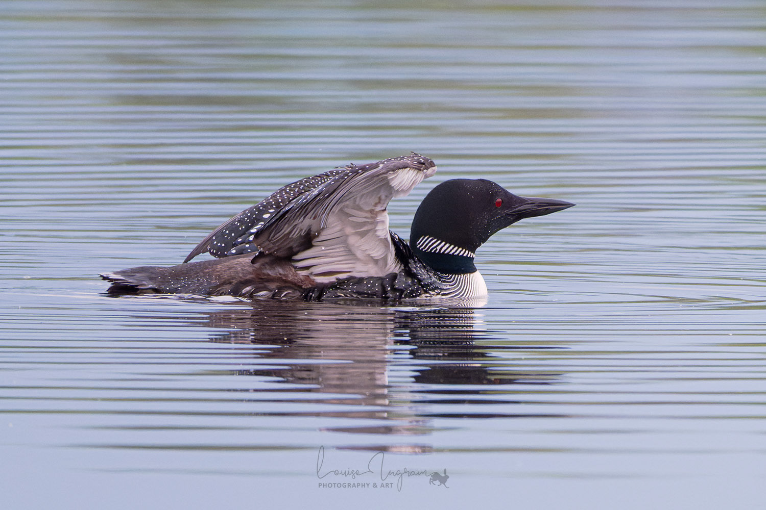 Loon