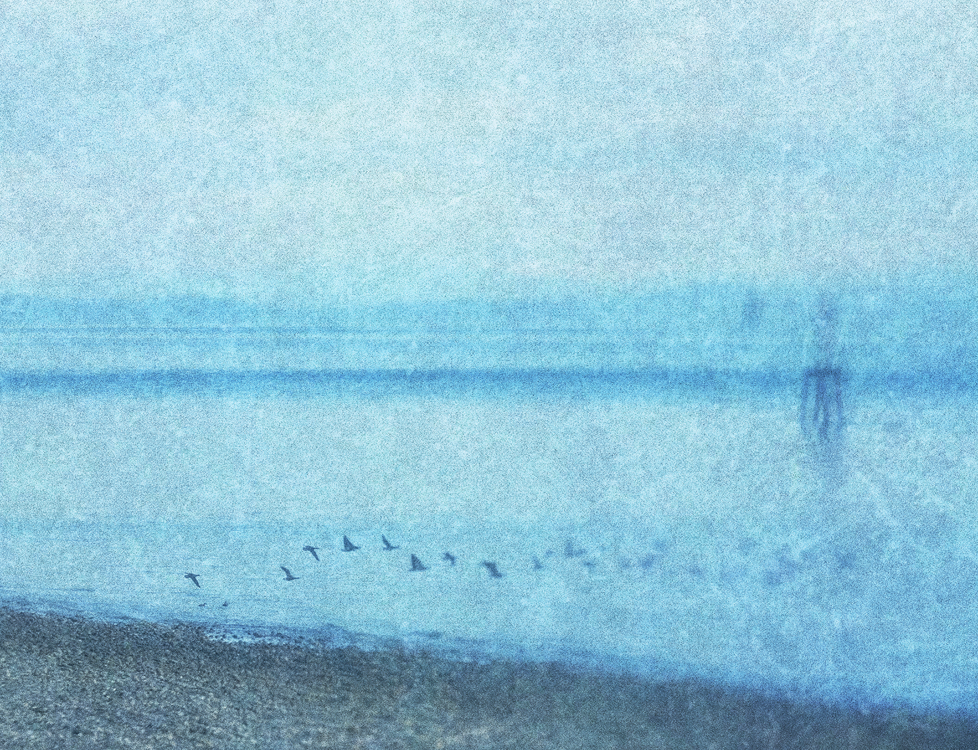 walney birds