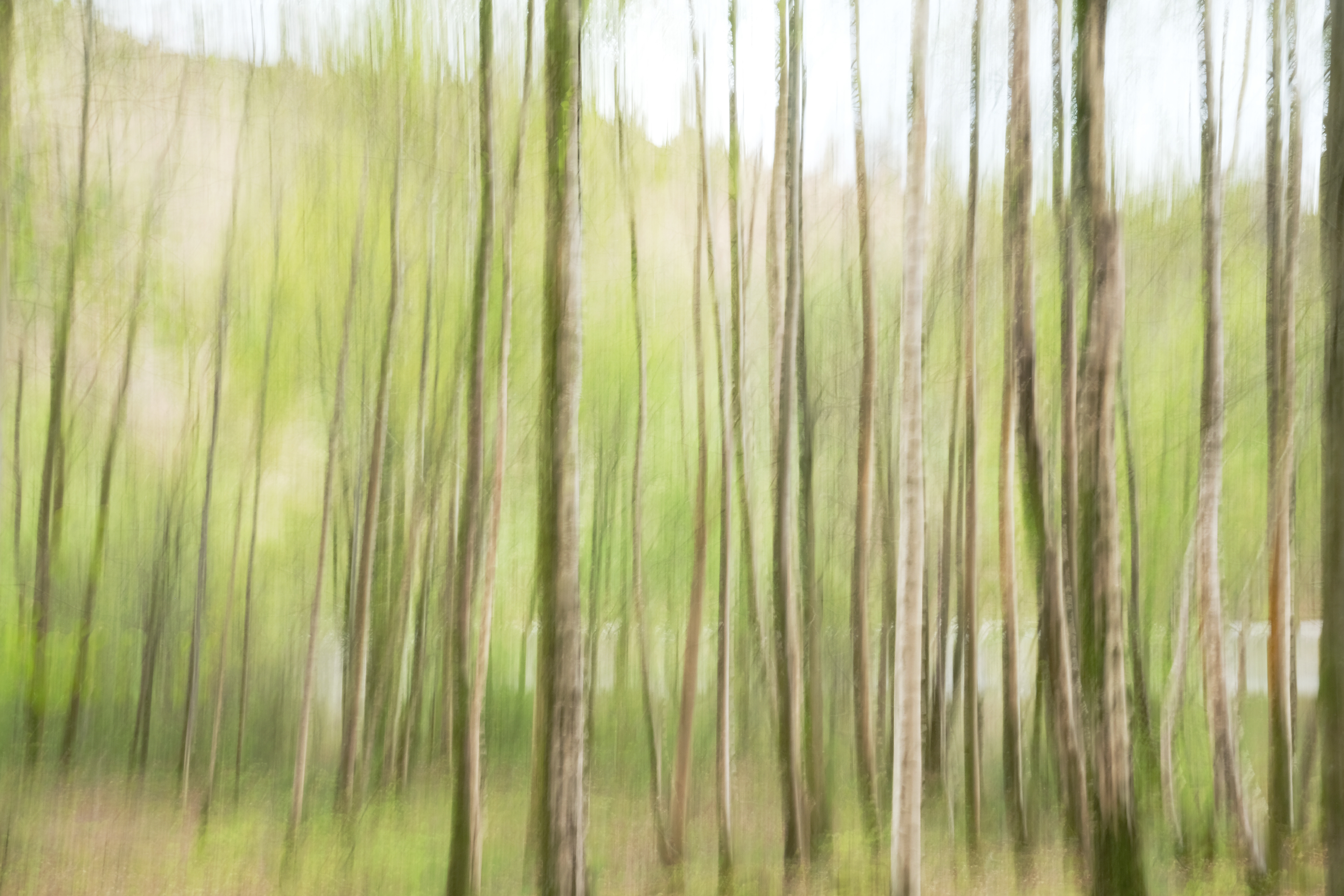 grasmere birches spring
