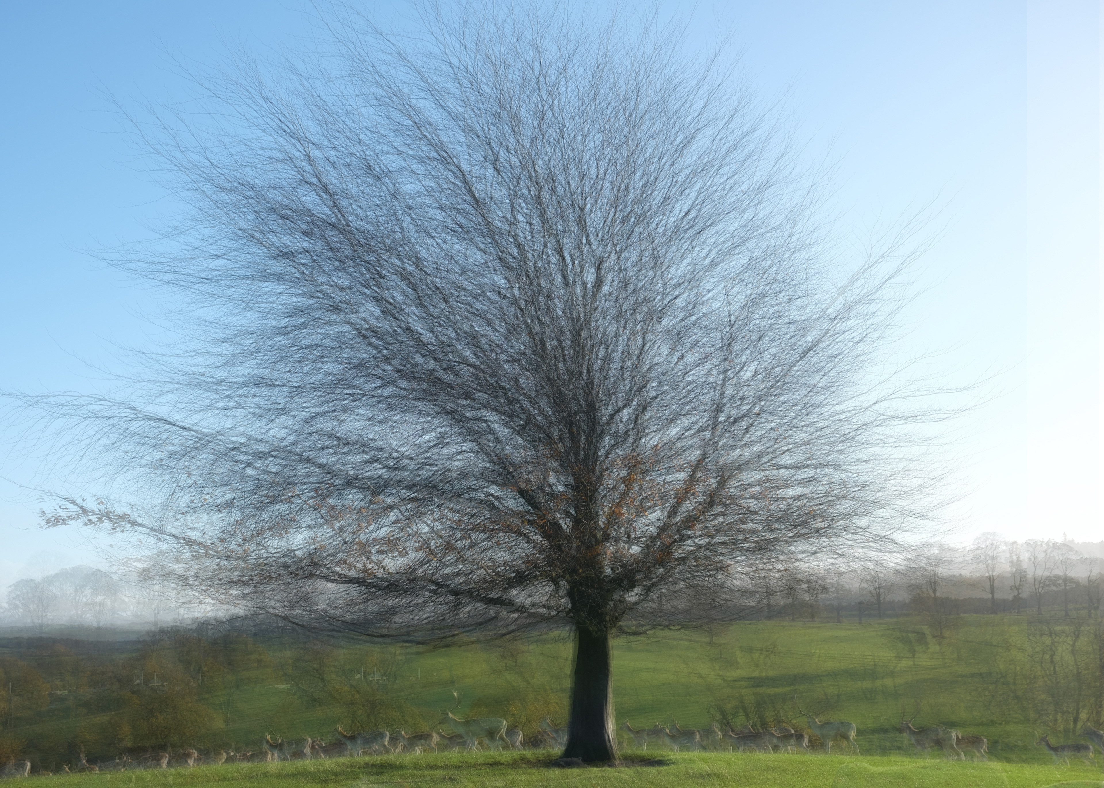 deer park tree