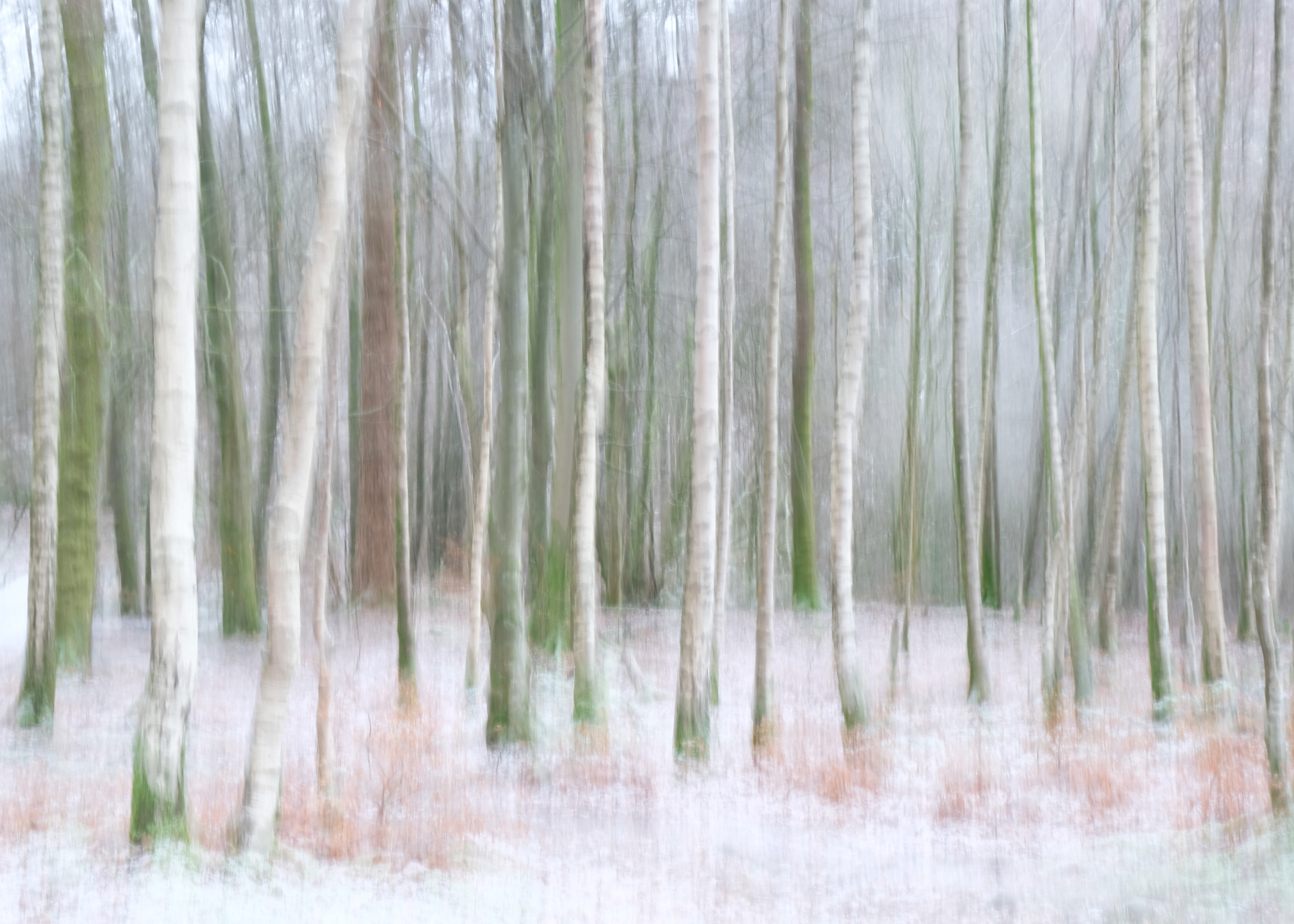 grasmere birches winter #2
