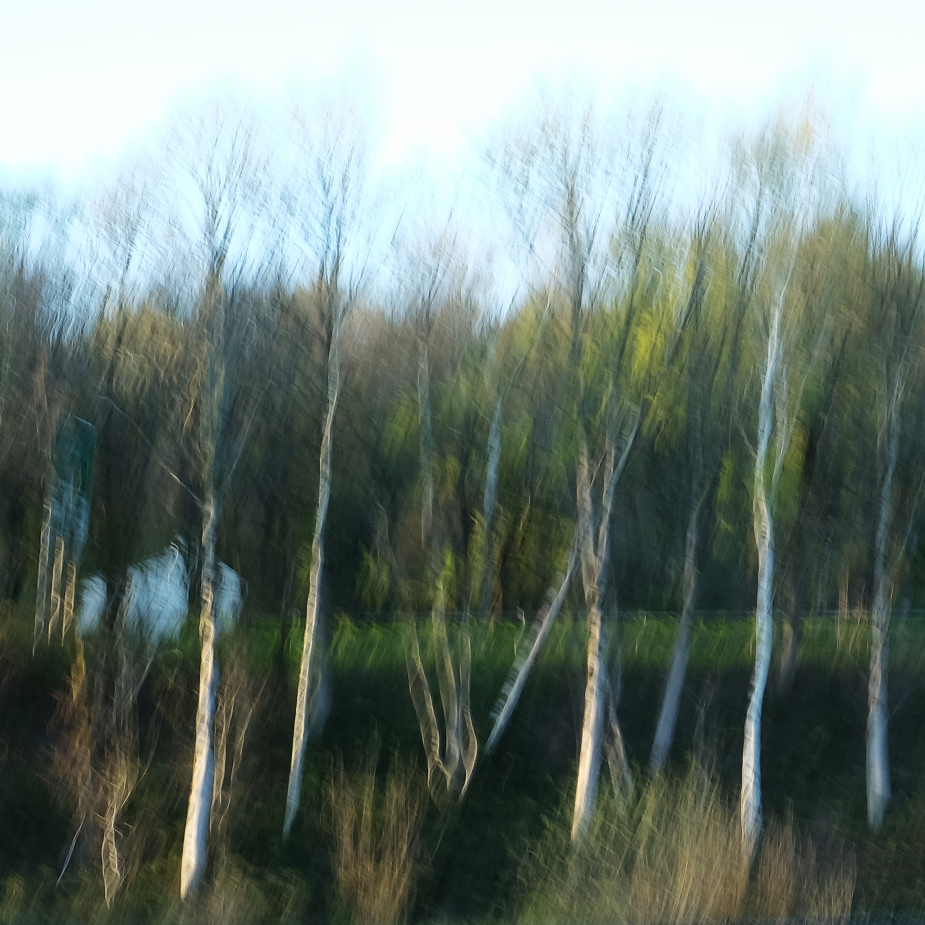 roadside birches #1