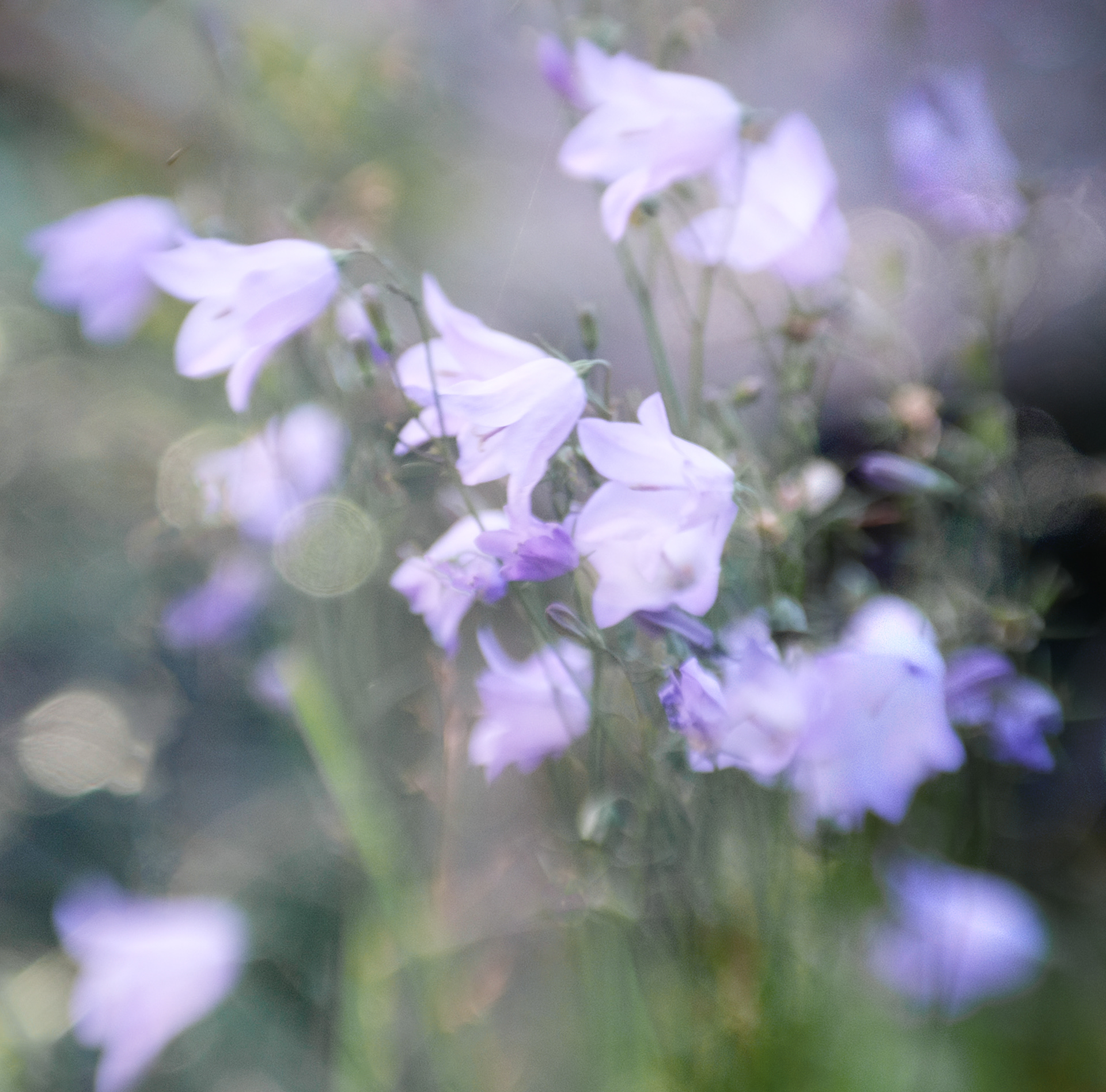 harebells #1