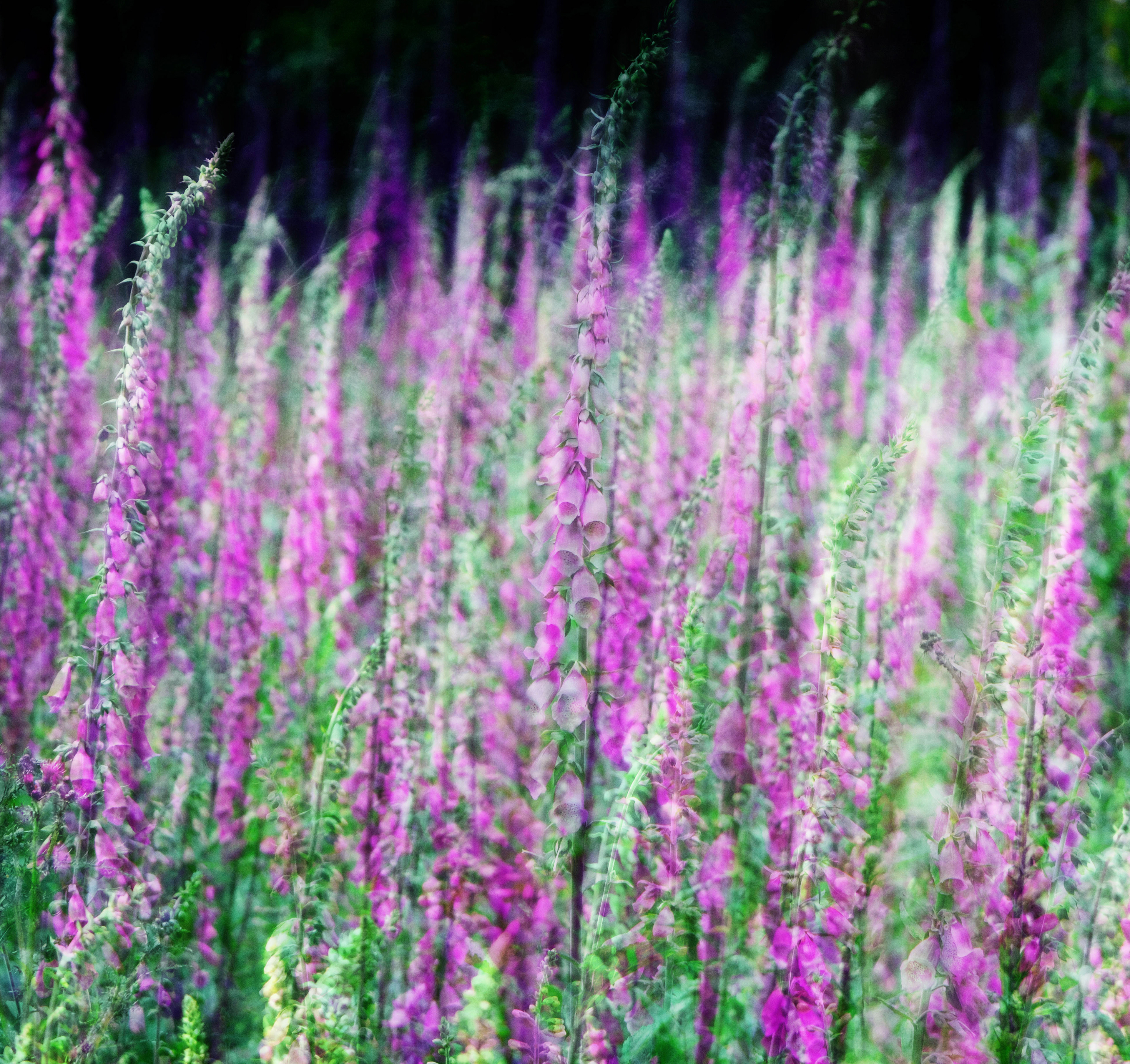 foxgloves #1