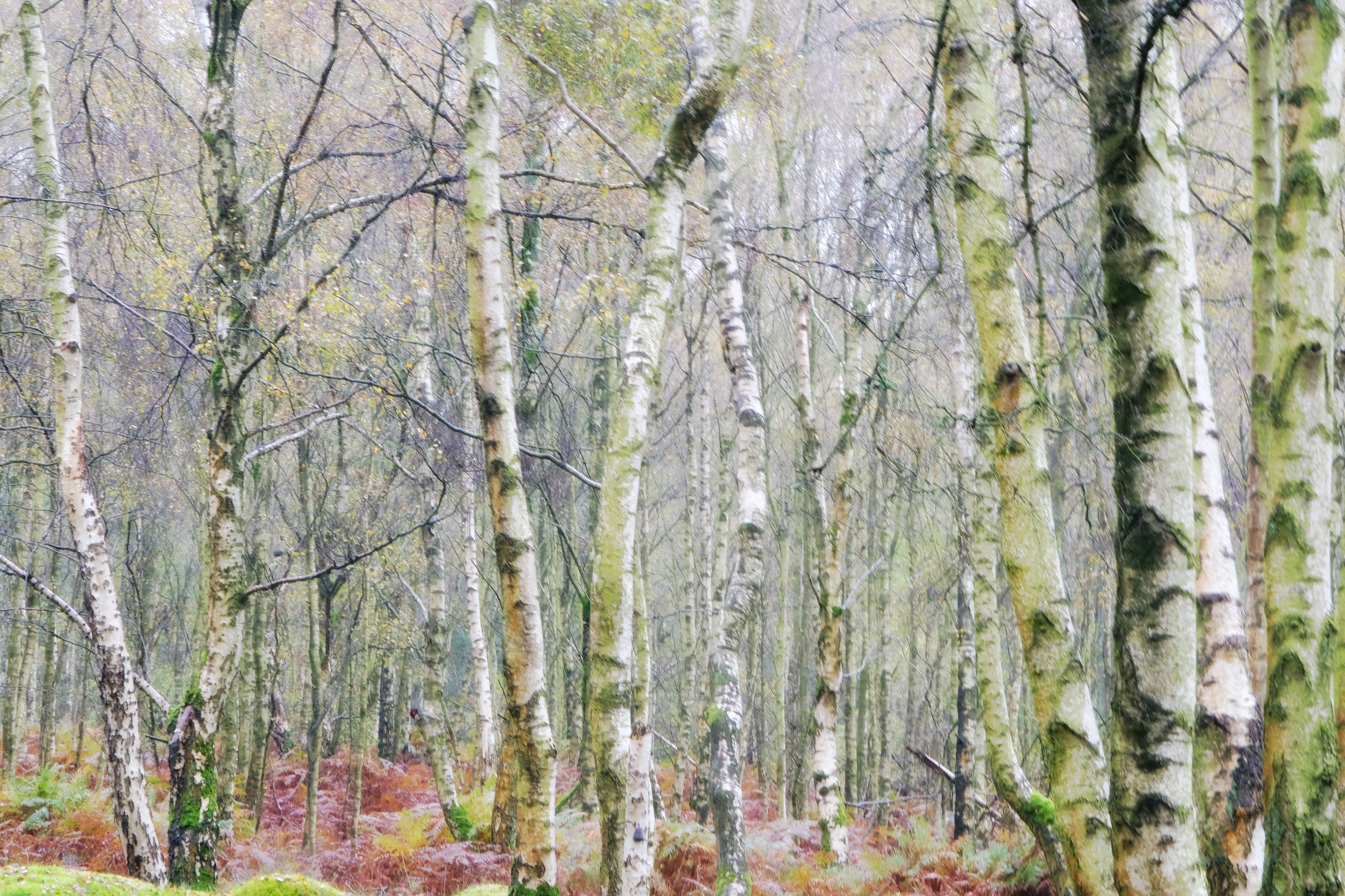 derbyshire birches #2