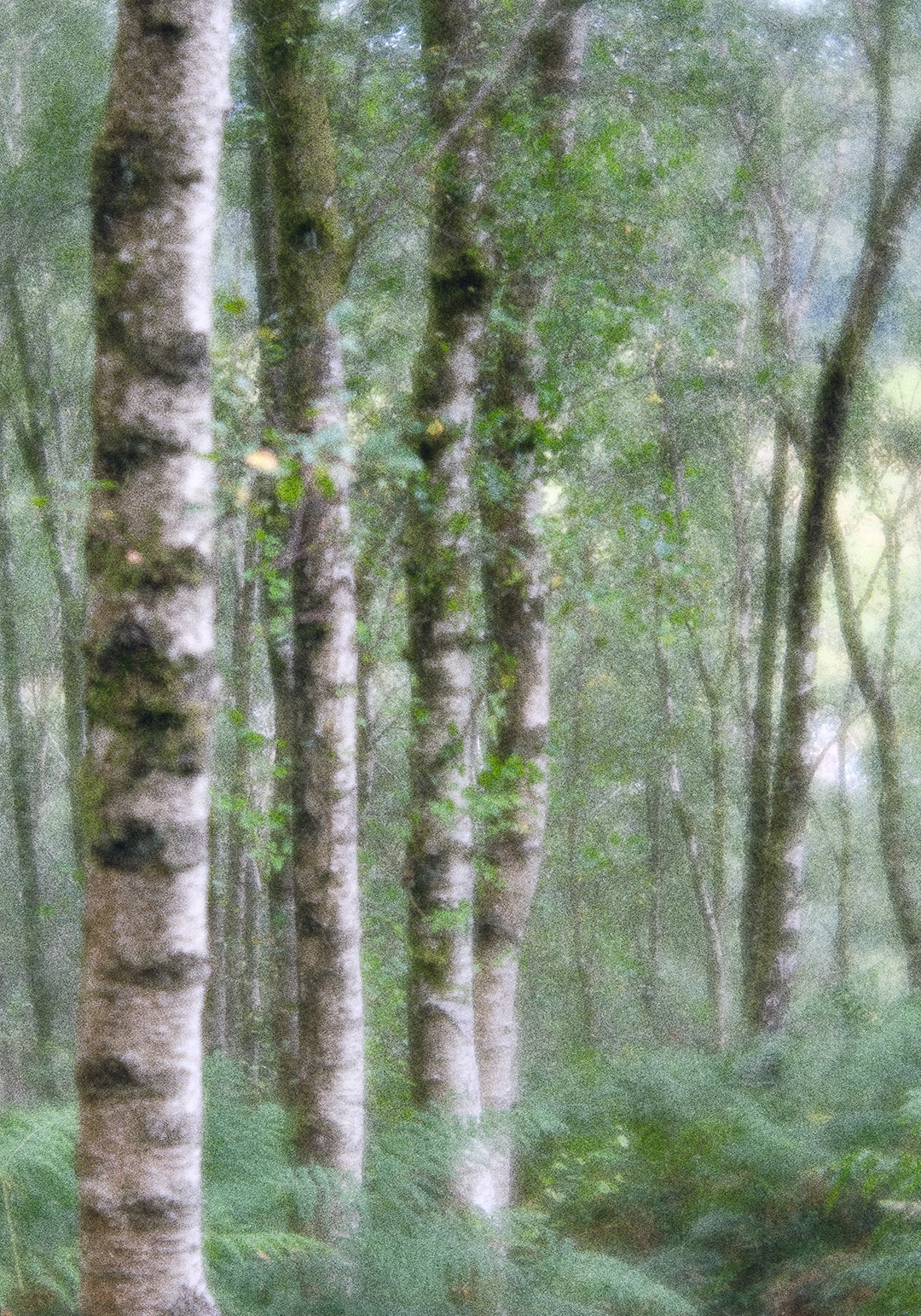 path through the birch wood