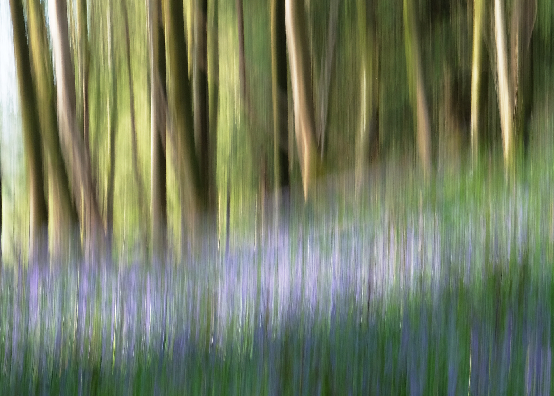 bluebell woods #11