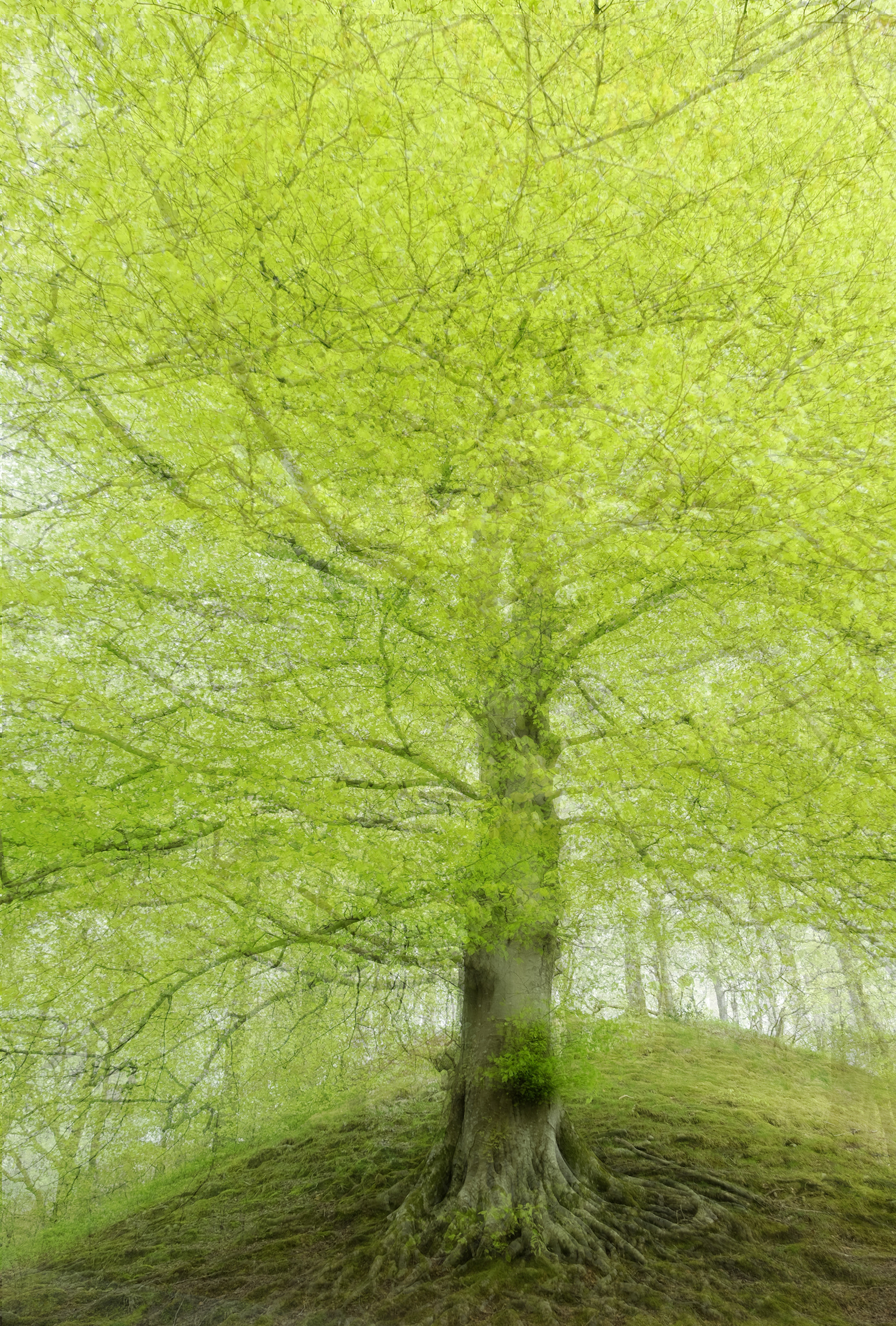 grasmere oak