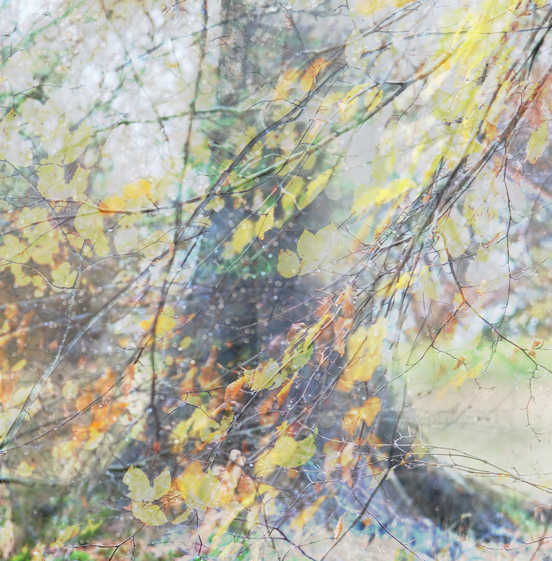 beech #3