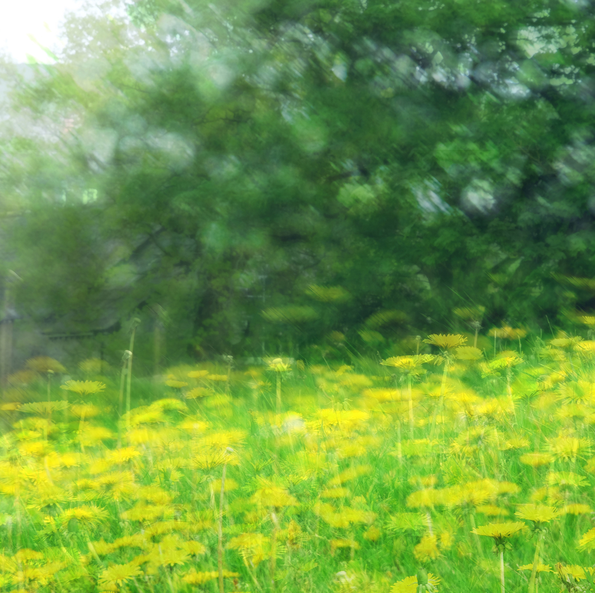 dandelions